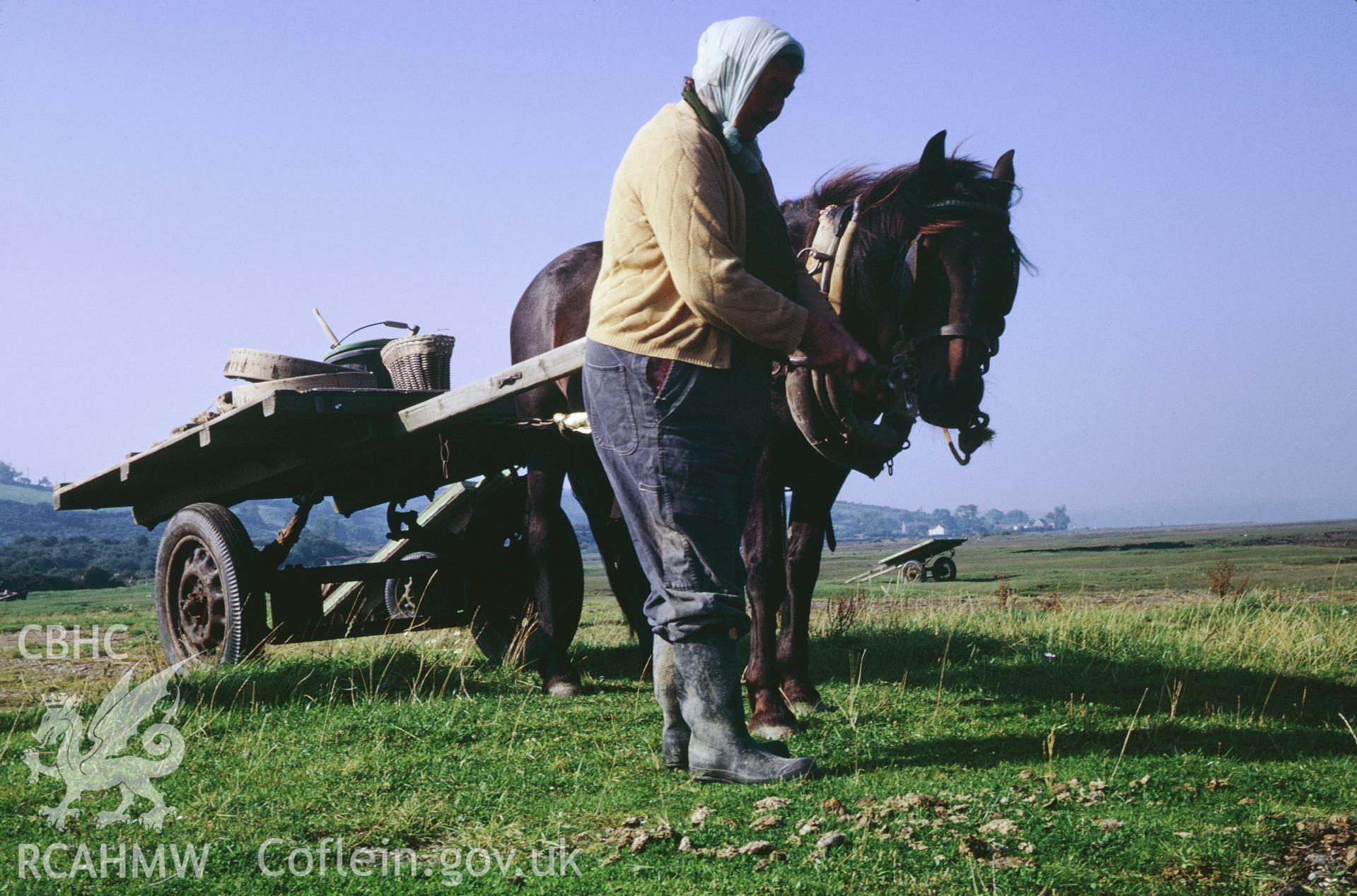 35mm colour slide showing cockle pickers at Penclawdd, Gower, Glamorgan,  by Dylan Roberts.
