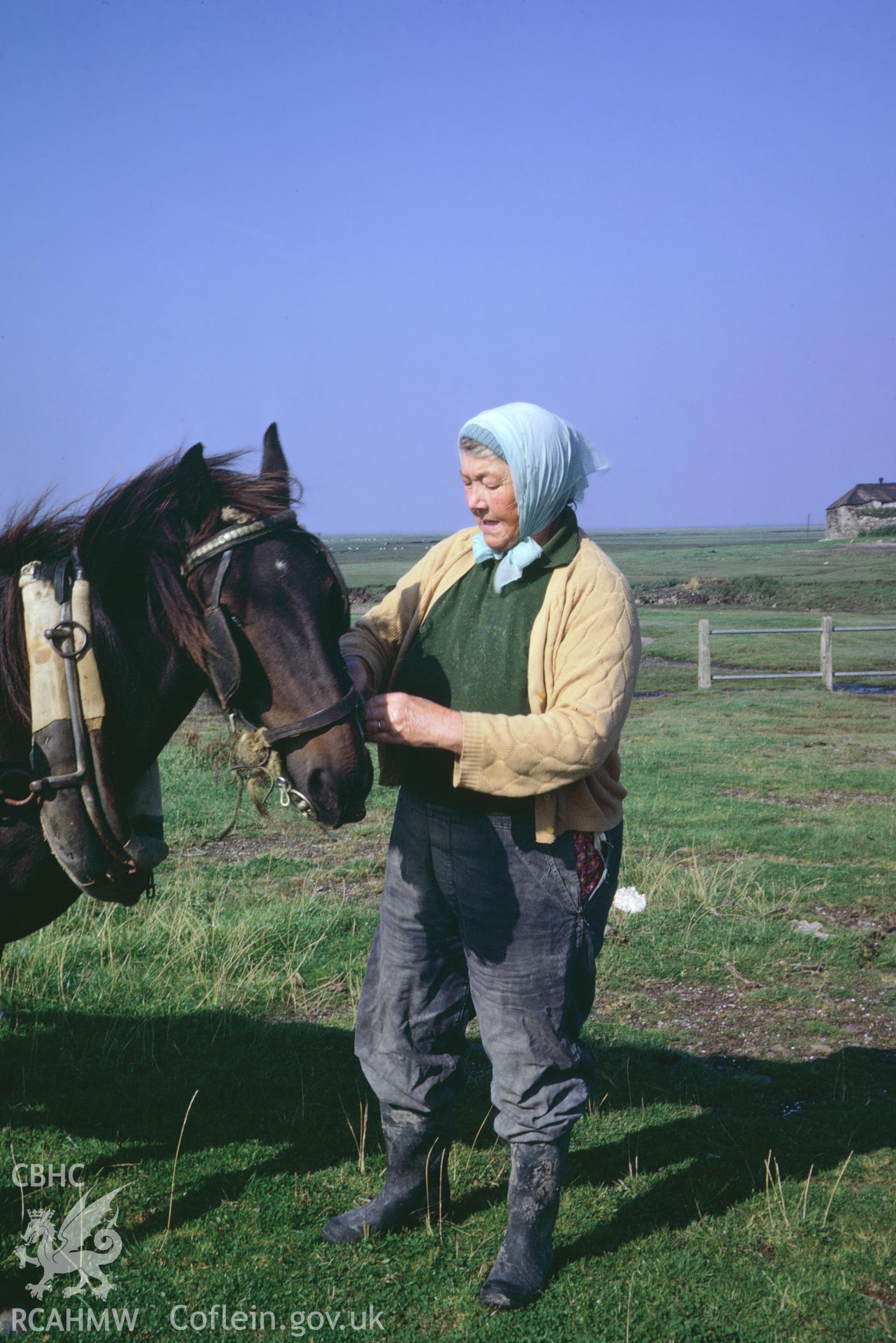 35mm colour slide showing cockle pickers at Penclawdd, Gower, Glamorgan,  by Dylan Roberts, undated.