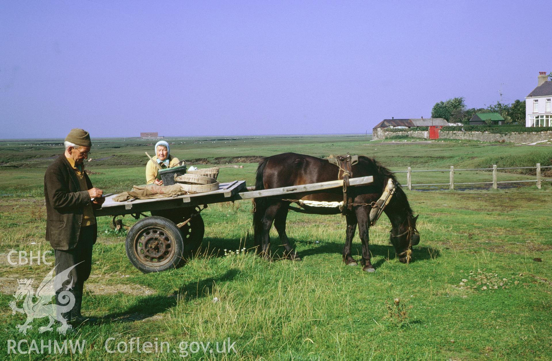 35mm colour slide showing cockle pickers at Penclawdd, Gower, Glamorgan,  by Dylan Roberts.