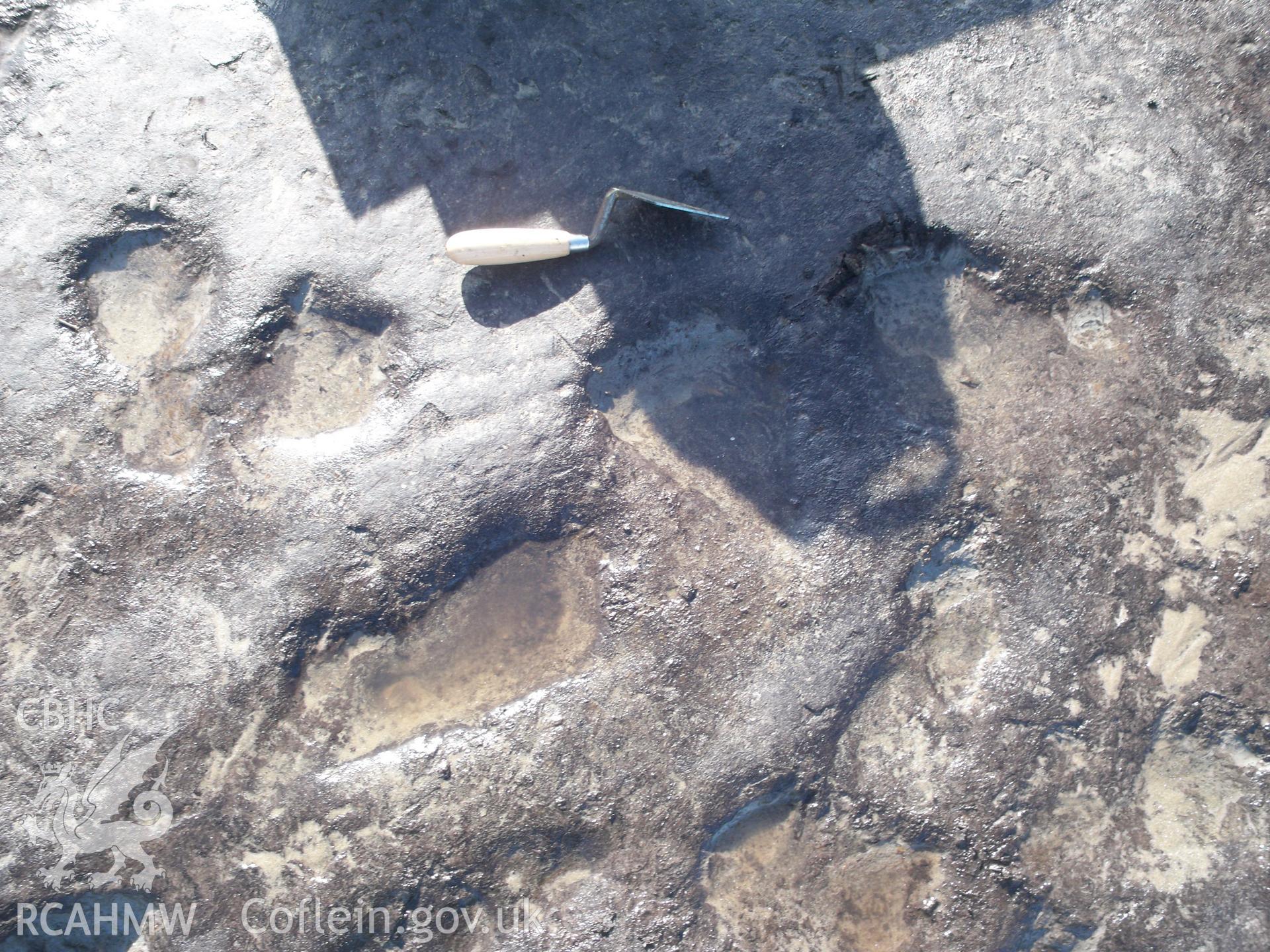 Borth submerged forest (between RNLI lifeboat station and upper Borth). Showing foot/hoof prints within peat exposure