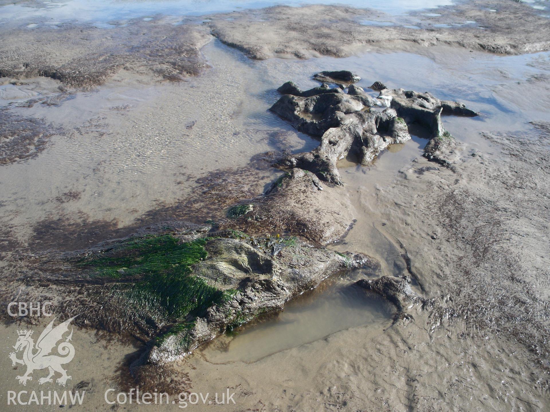Borth submerged forest (between RNLI lifeboat station and upper Borth). Showing preserved tree remains