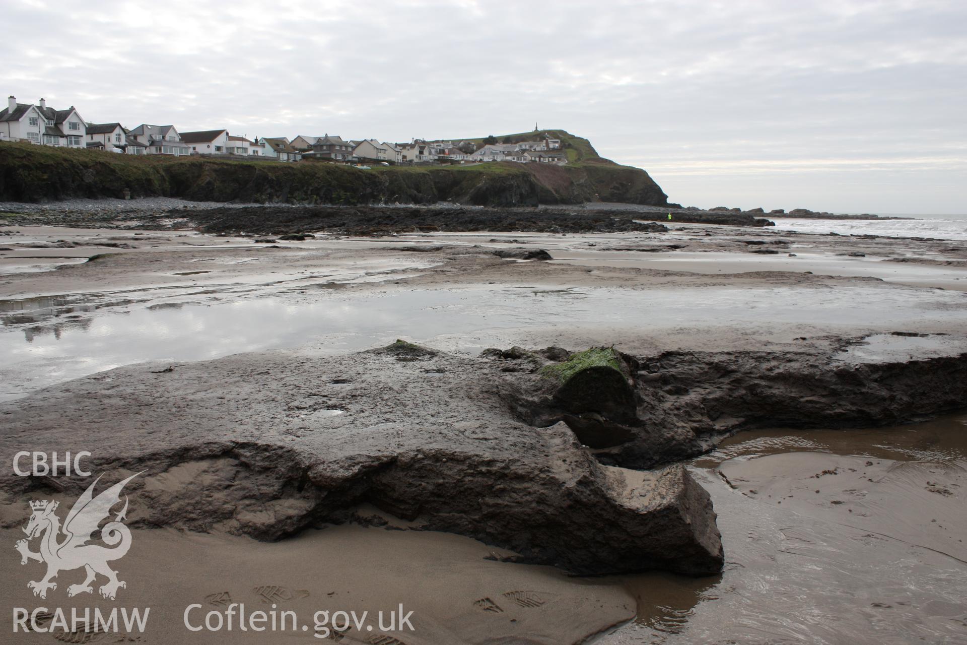 Borth submerged forest (between RNLI lifeboat station and upper Borth), looking southwest. Showing preserved fallen tree trunk with (probably modern) slice through centre