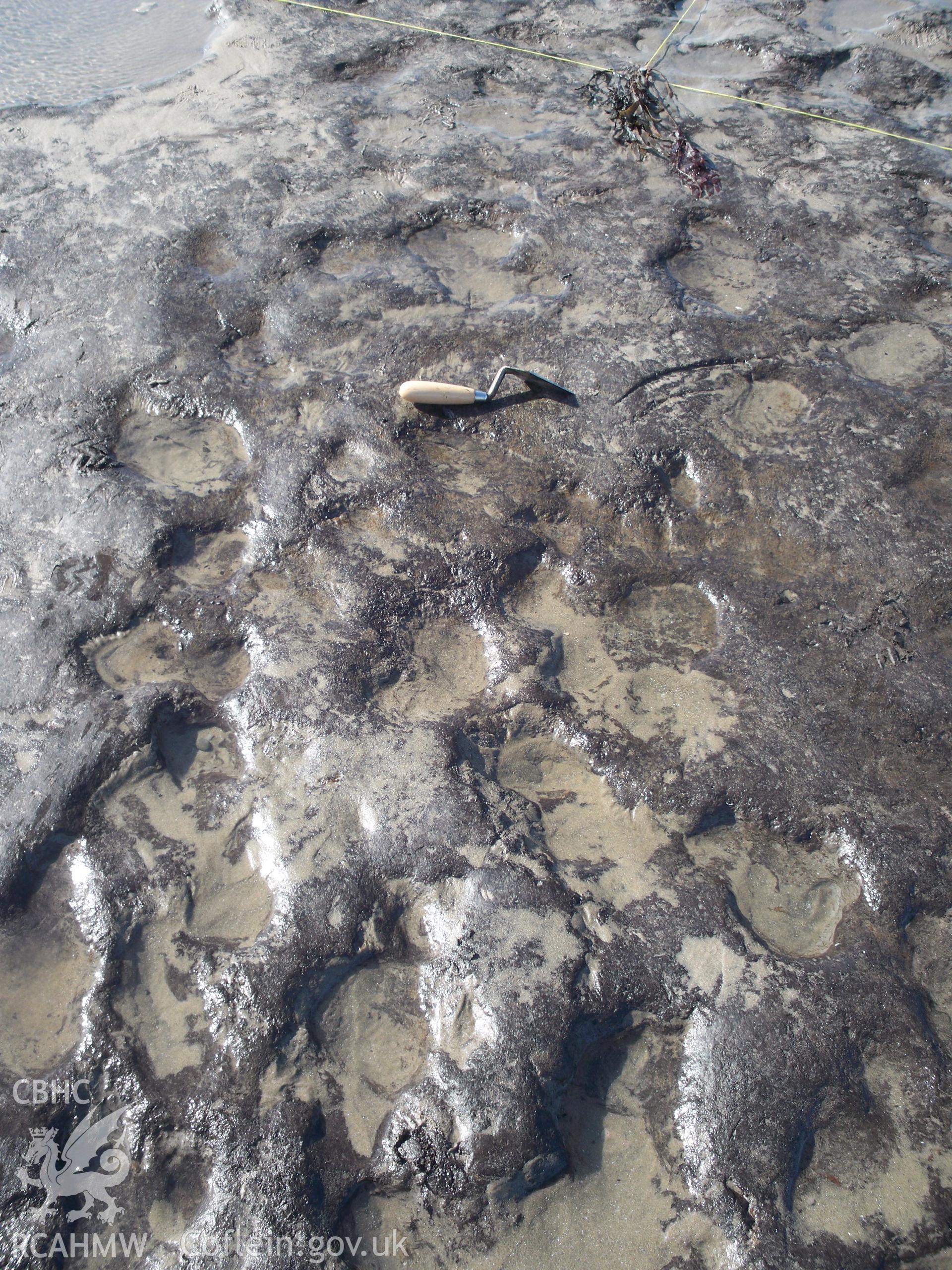 Borth submerged forest (between RNLI lifeboat station and upper Borth). Showing poaching within peat exposure