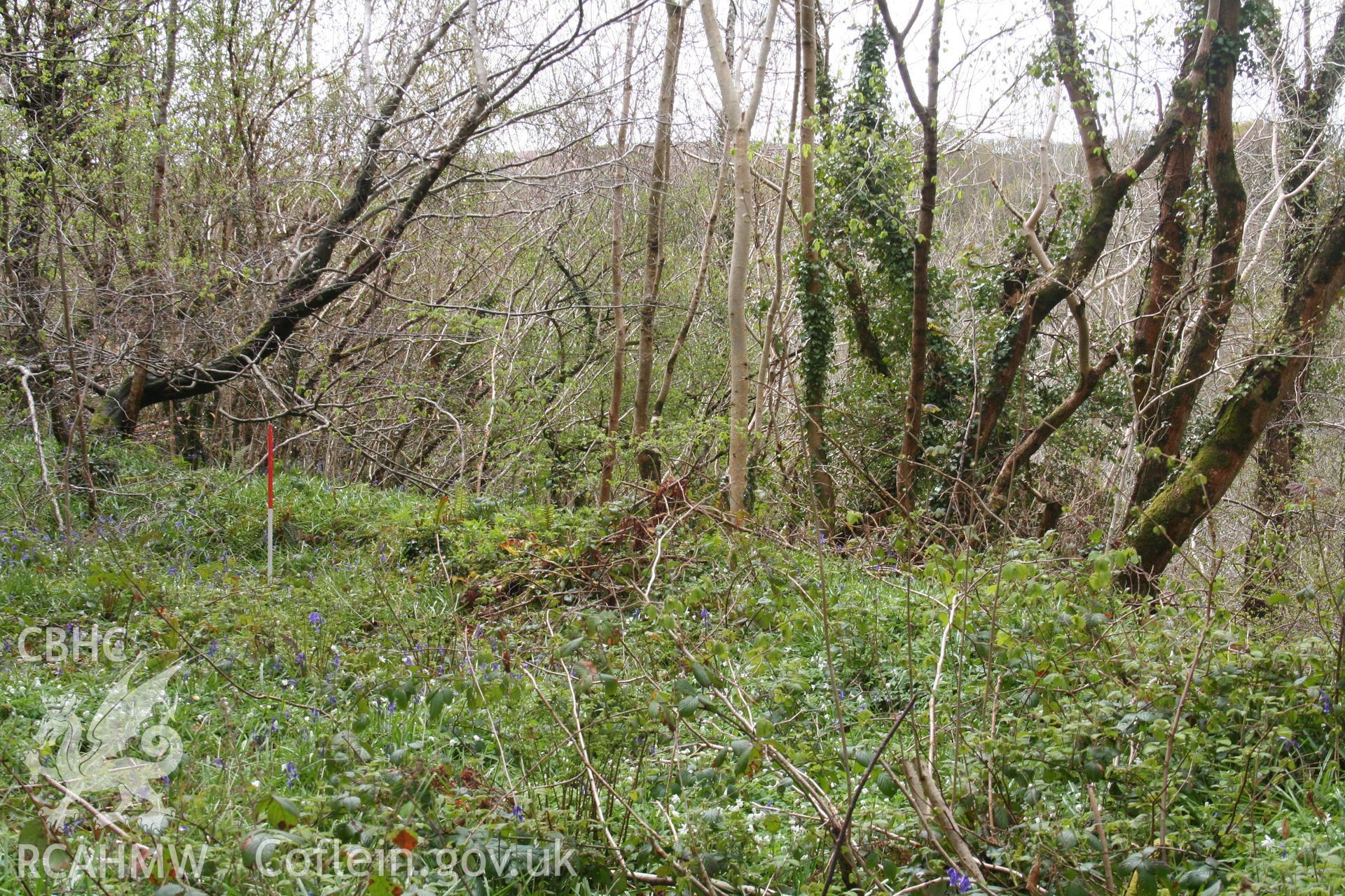 Bank under spring growth at SS53289050, seen from the north-east; 1m scale.