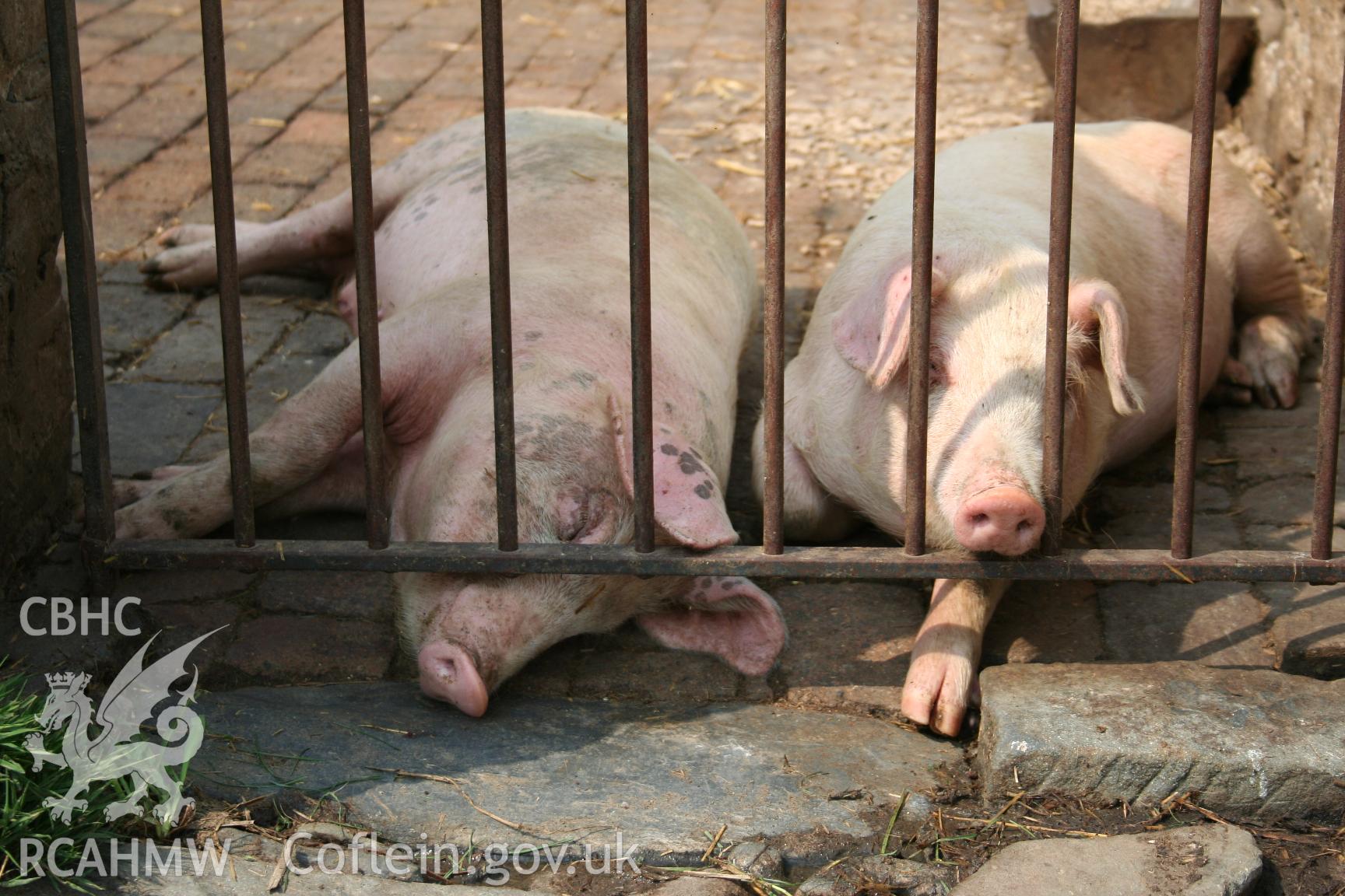 Pigsty and occupants, Llanaeron Home Farm, taken by Brian Malaws on 01 July 2006.