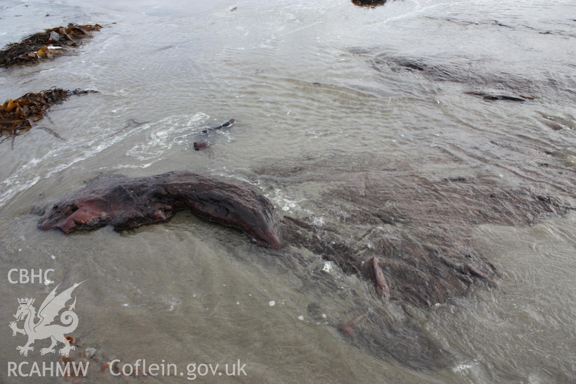 Borth submerged forest (between RNLI lifeboat station and upper Borth), looking south towards Clarach. Showing close-up of preserved tree trunk