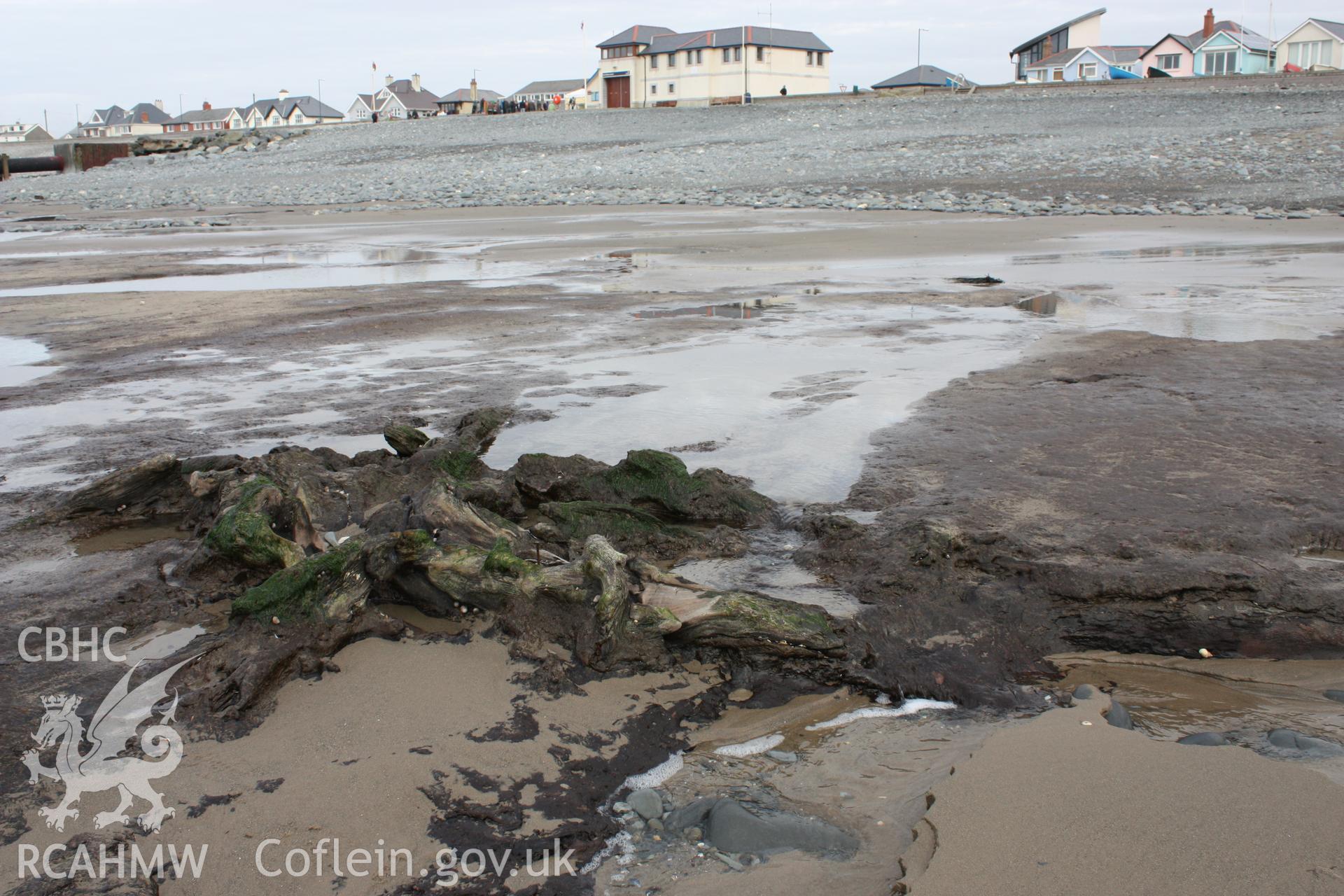 Borth submerged forest (between RNLI lifeboat station and upper Borth), looking east towards High Street. Showing peat deposits with preserved tree remains