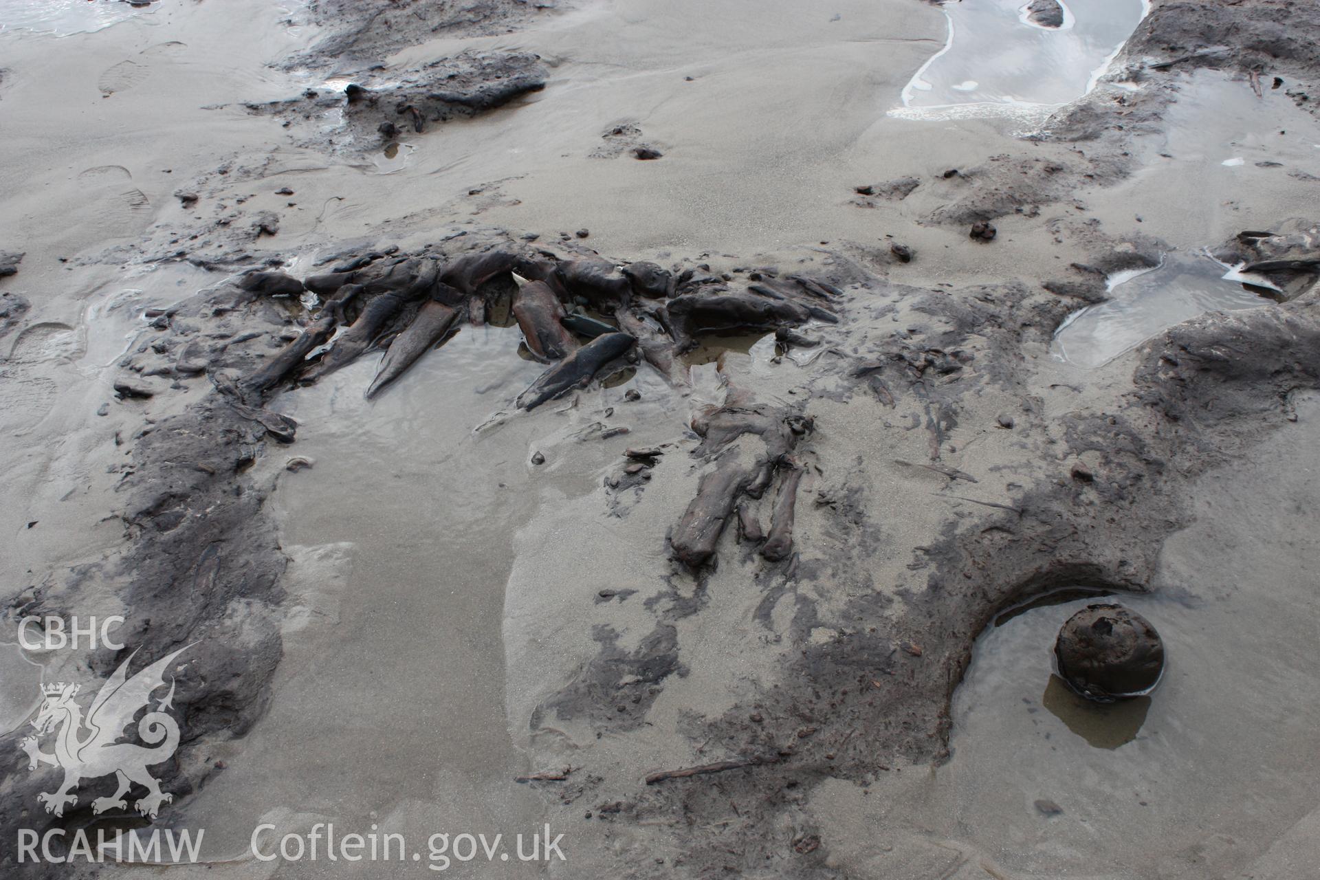 Borth submerged forest (between RNLI lifeboat station and upper Borth), looking southwest towards sea and Clarach road. Showing close-up of peat exposure with preserved tree root system