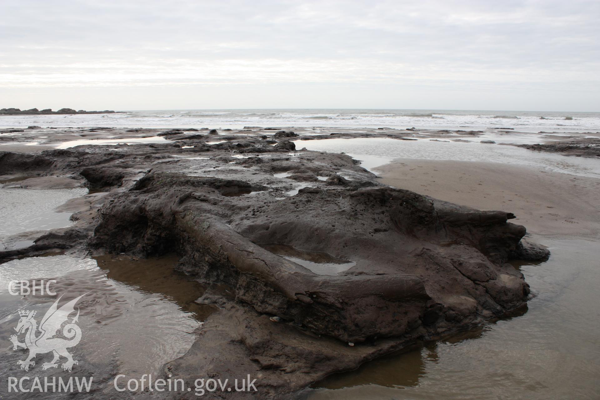 Borth submerged forest (between RNLI lifeboat station and upper Borth), looking west towards sea. Showing edge of peat exposure with preserved tree remains