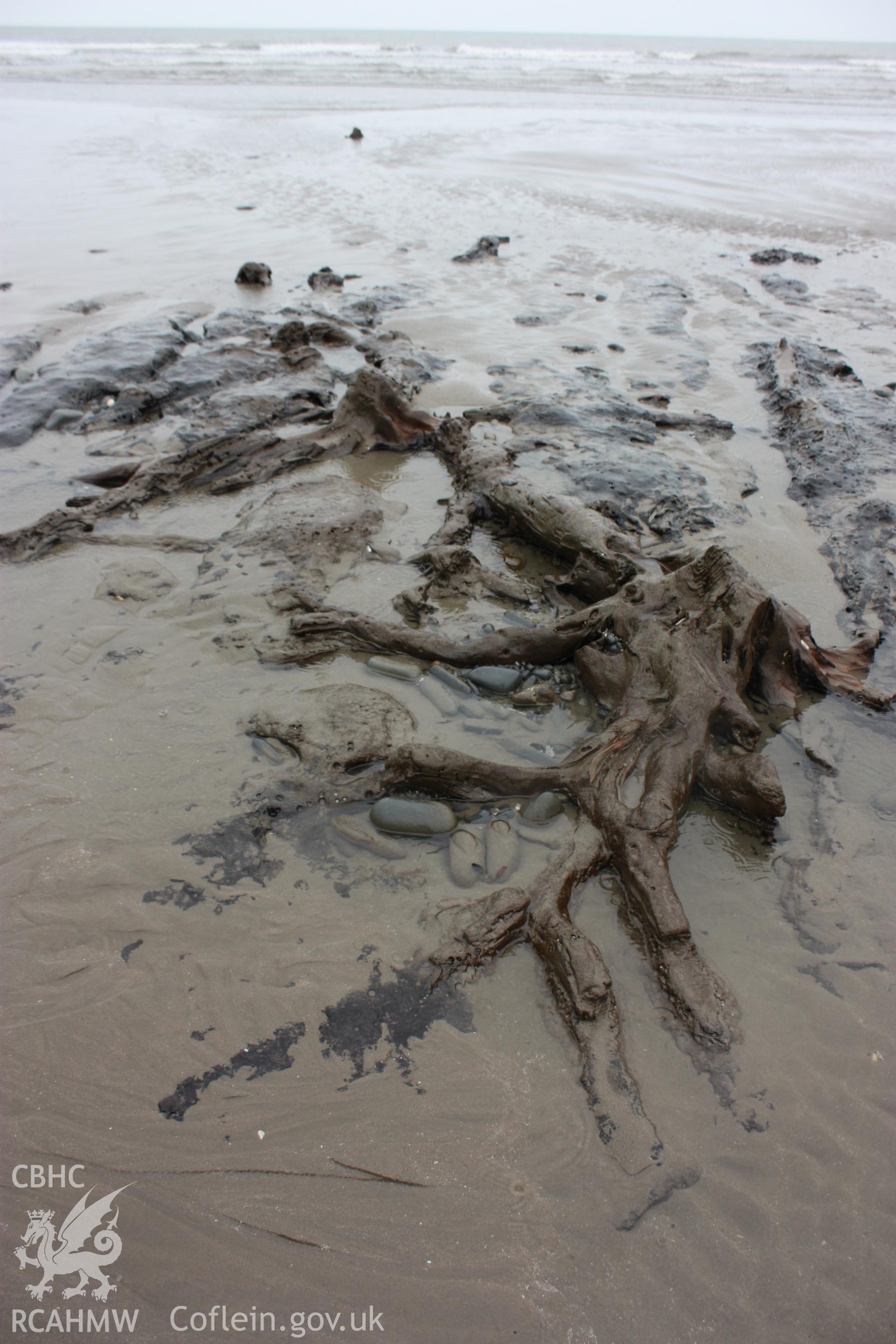 Tree root system close to Borth Tourist Information Centre