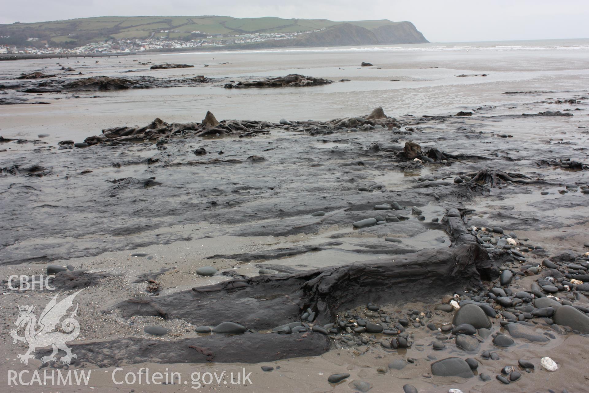 Tree root systems and peat exposures close to the Borth Tourist Information Centre