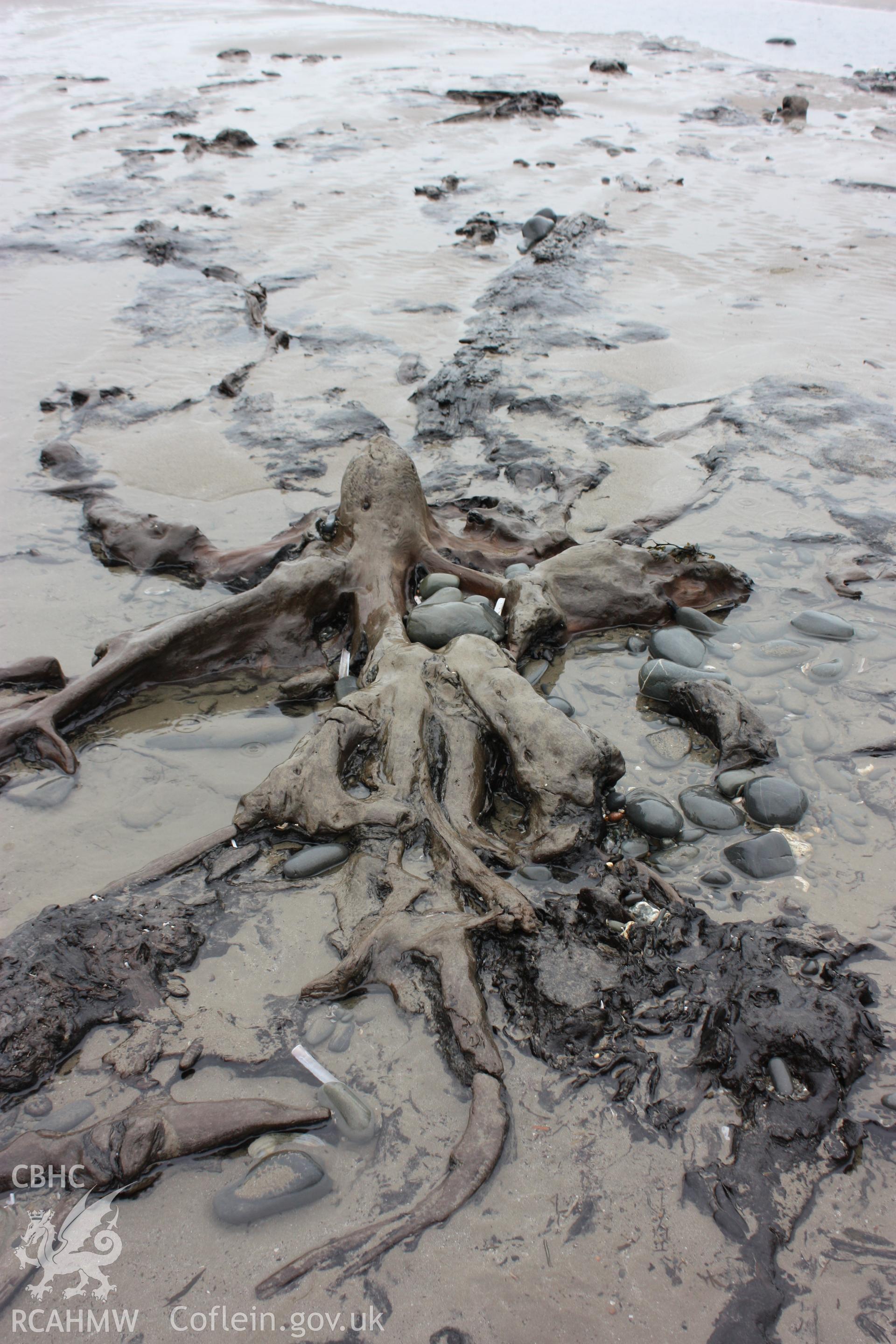 Tree root system association with fallen tree trunk in peat exposures close to Borth Tourist Information Centre