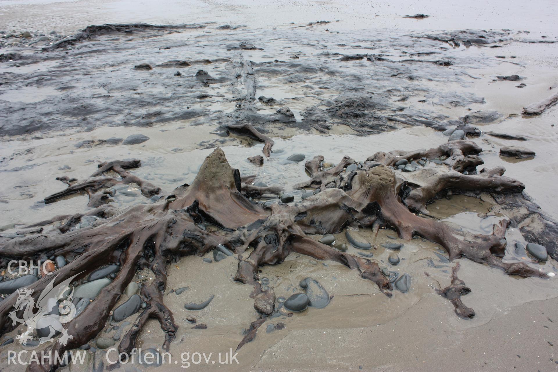 Tree root systems associated with a fallen tree trunk in peat exposures close to Borth Tourist Information Centre