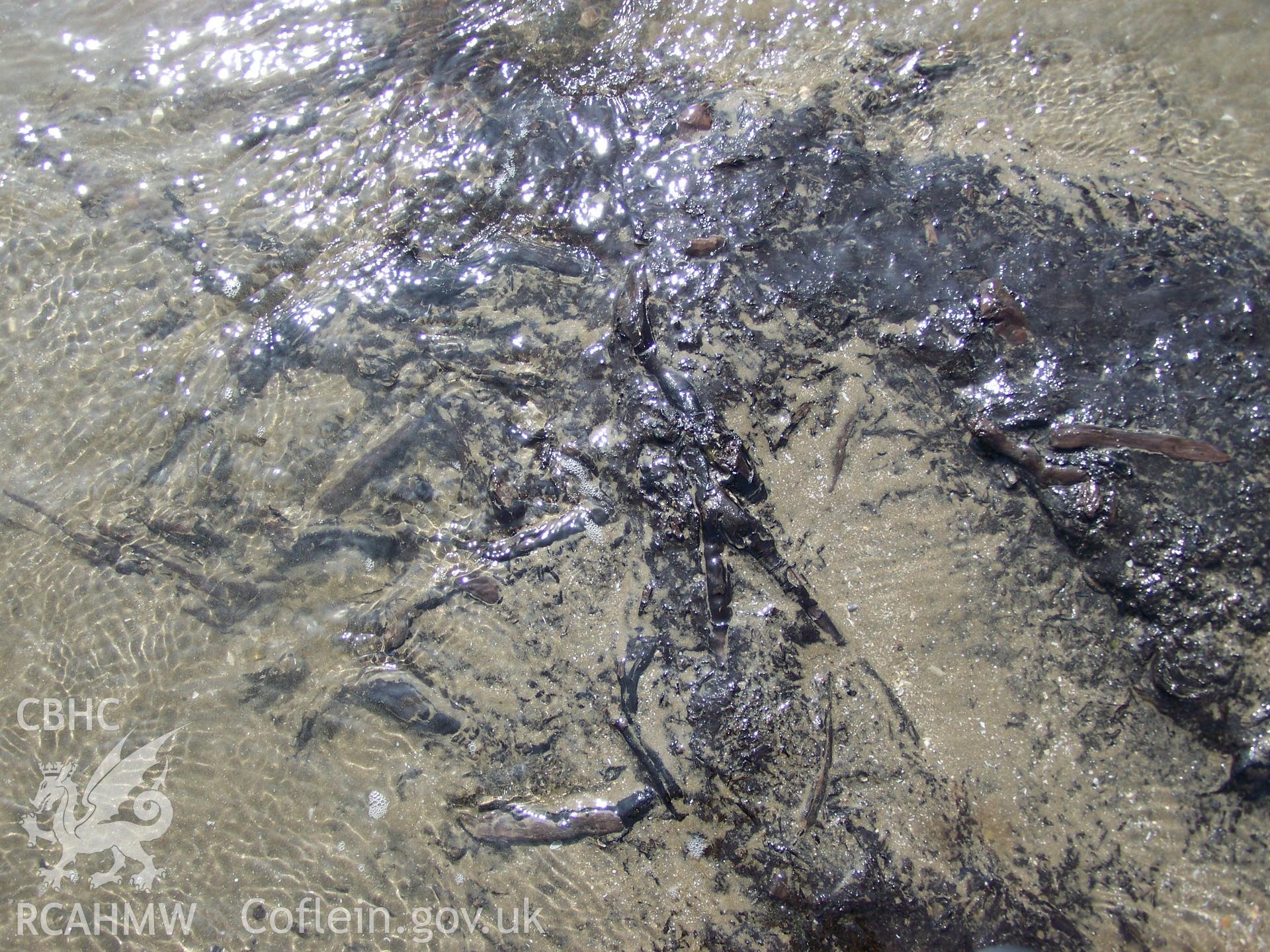 Surface of peat exposures close to Ynyslas National Nature Reserve showing preserved twigs and small branches