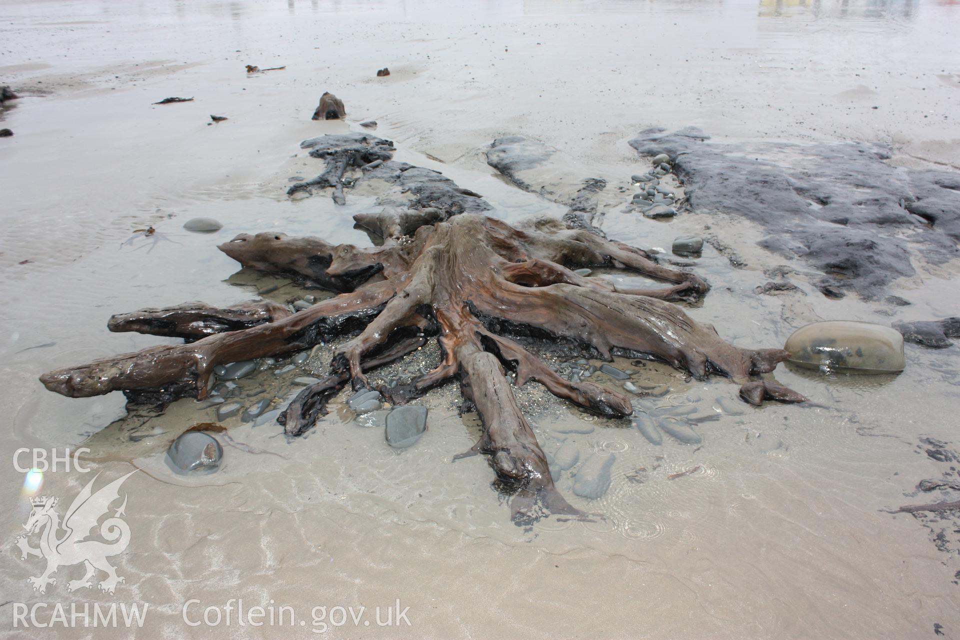 Tree root system exposed close to Borth Tourist Information Centre