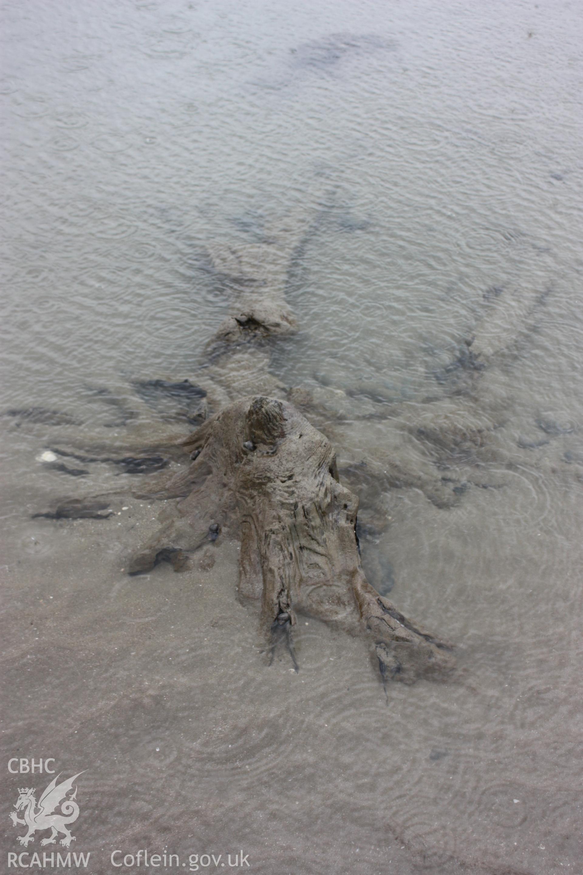 Partially submerged tree root system close to the Tourist Information Centre at Borth