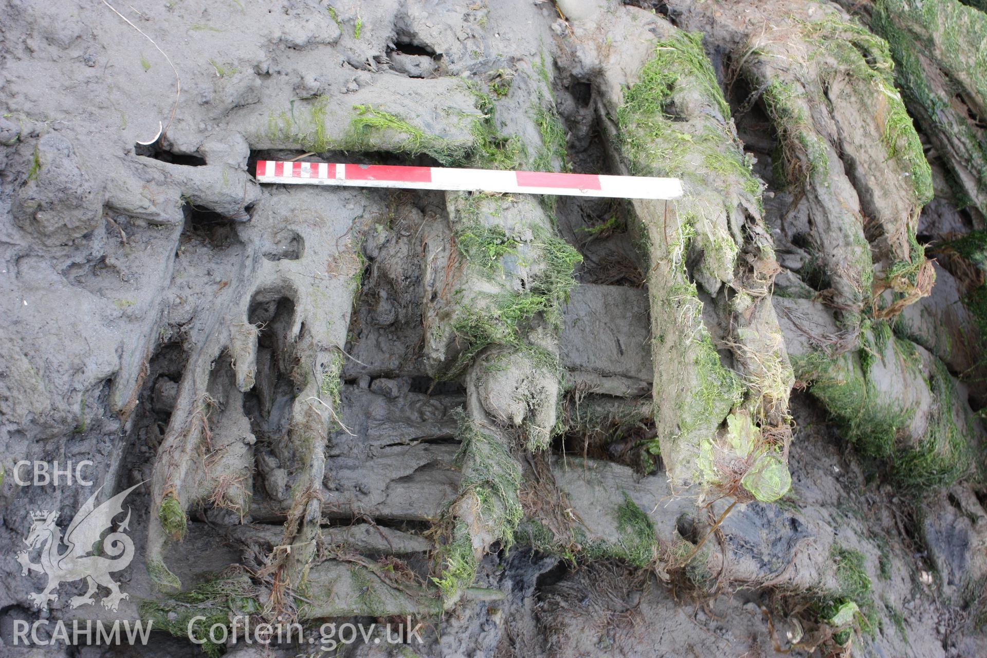 Collapsed frames (cant frames?) of the port side with runs of external planking, overlain by collapsed deck planking (southern side of the wreck).