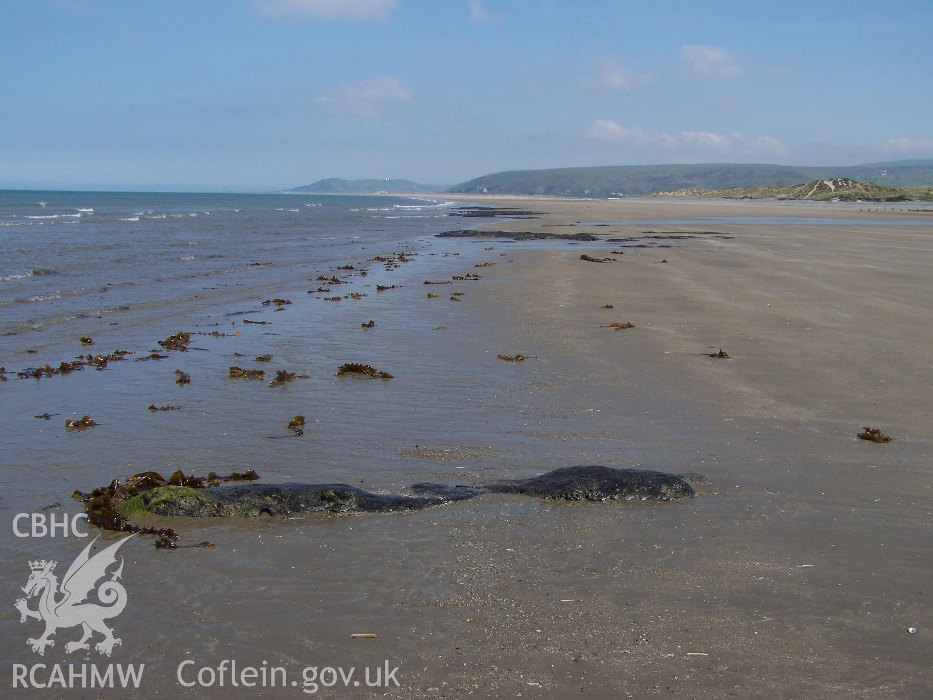 Peat exposures on the foreshore of Ynyslas National Nature Reserve interspersed with seaweed brought in with the tide (looking north towards Aberdyfi)