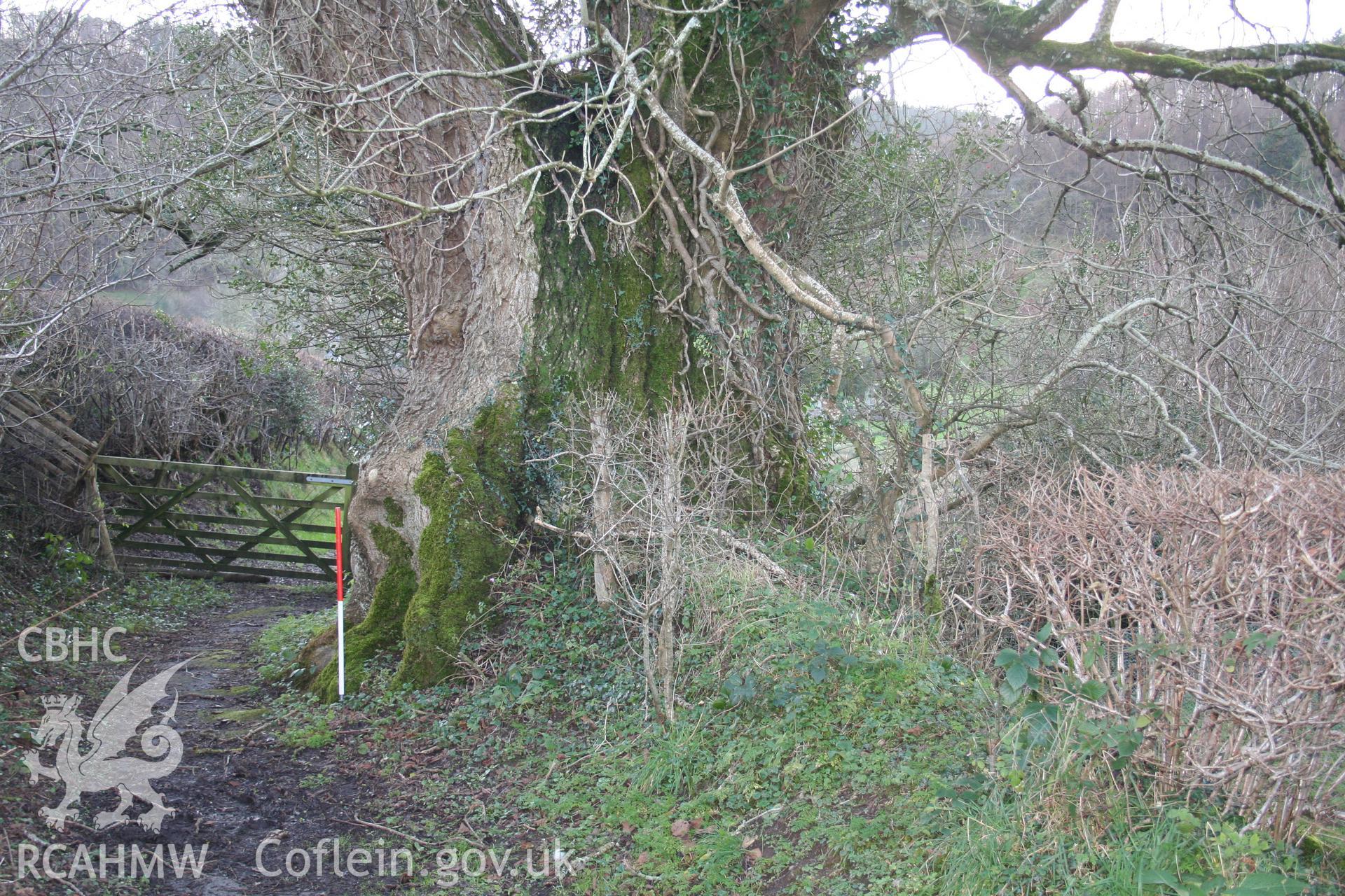 Trunk of tree viewed from the east; 1m scale.