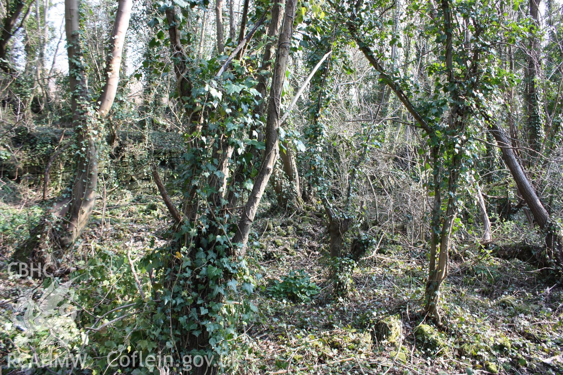 Walls lines associated with two banks of coke kilns at the former New British Iron Company works site.