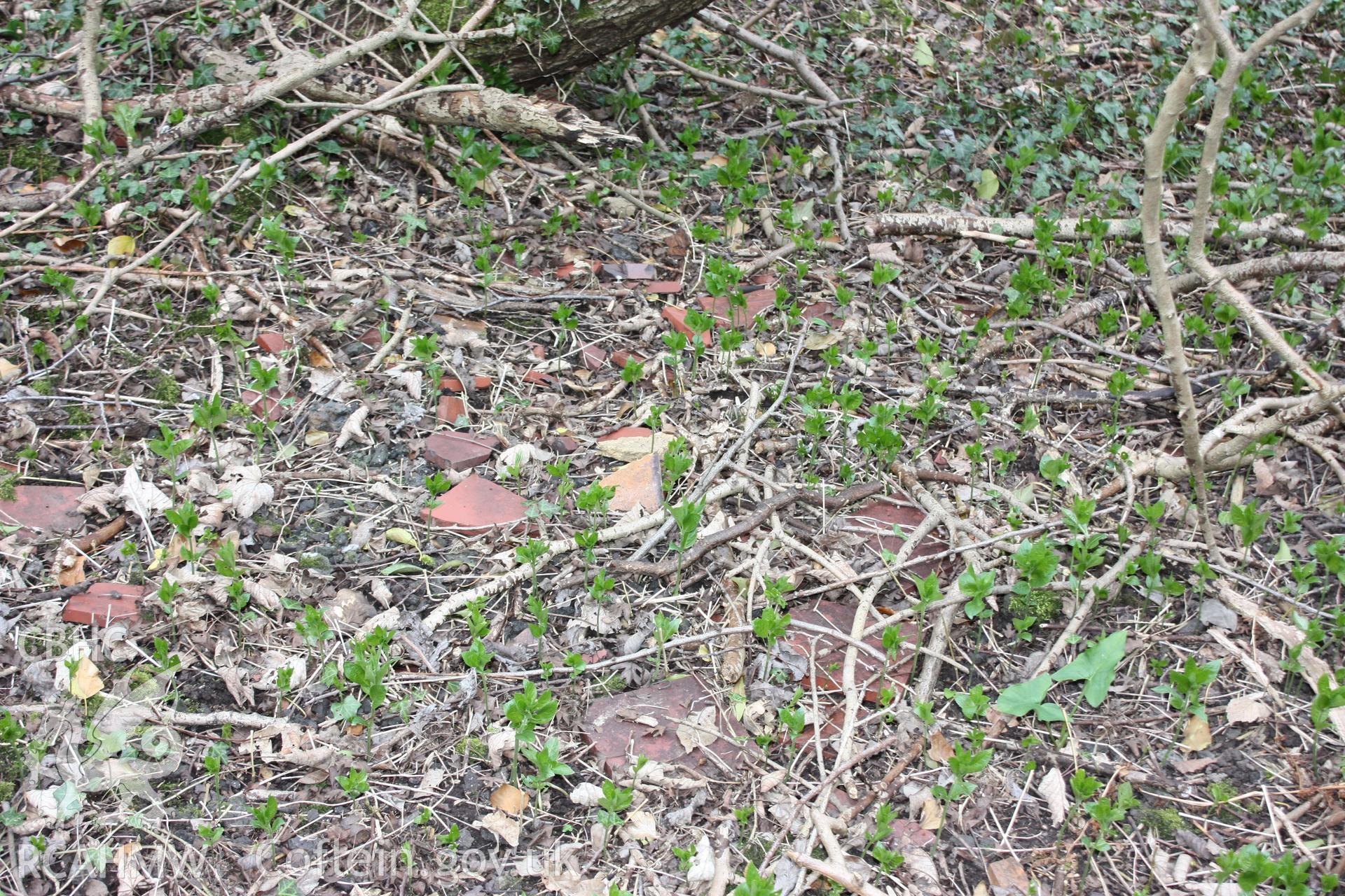 Broken floor tiles among the undergrowth at Tref-y-nant.