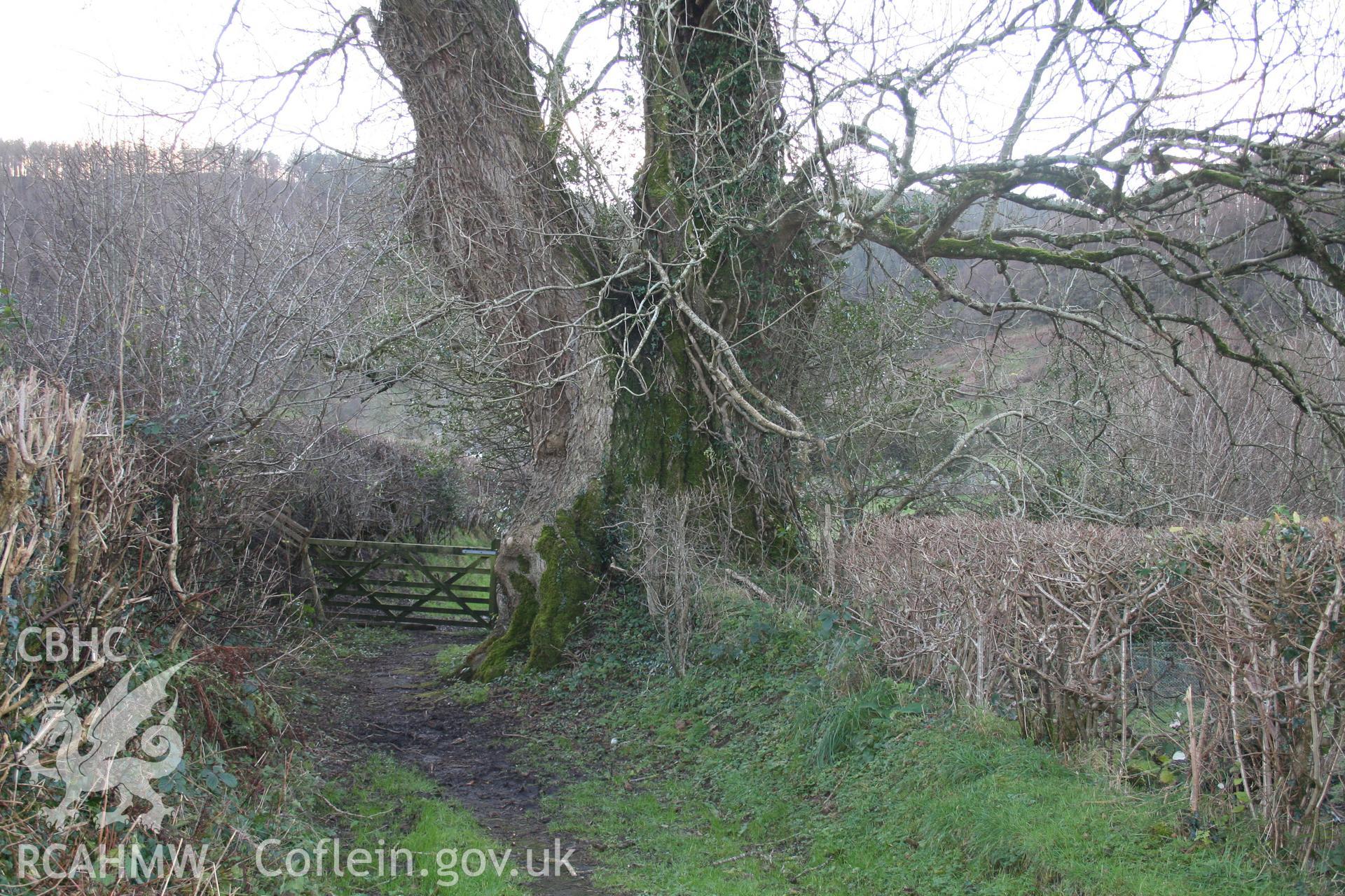 Trunk of tree viewed from the east.