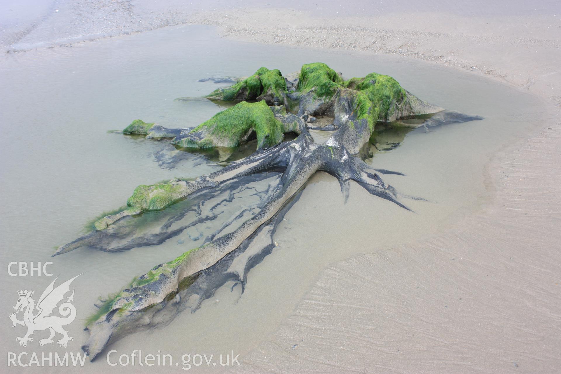 Example of tree root system exposed by lowering of beach responding to winter storms