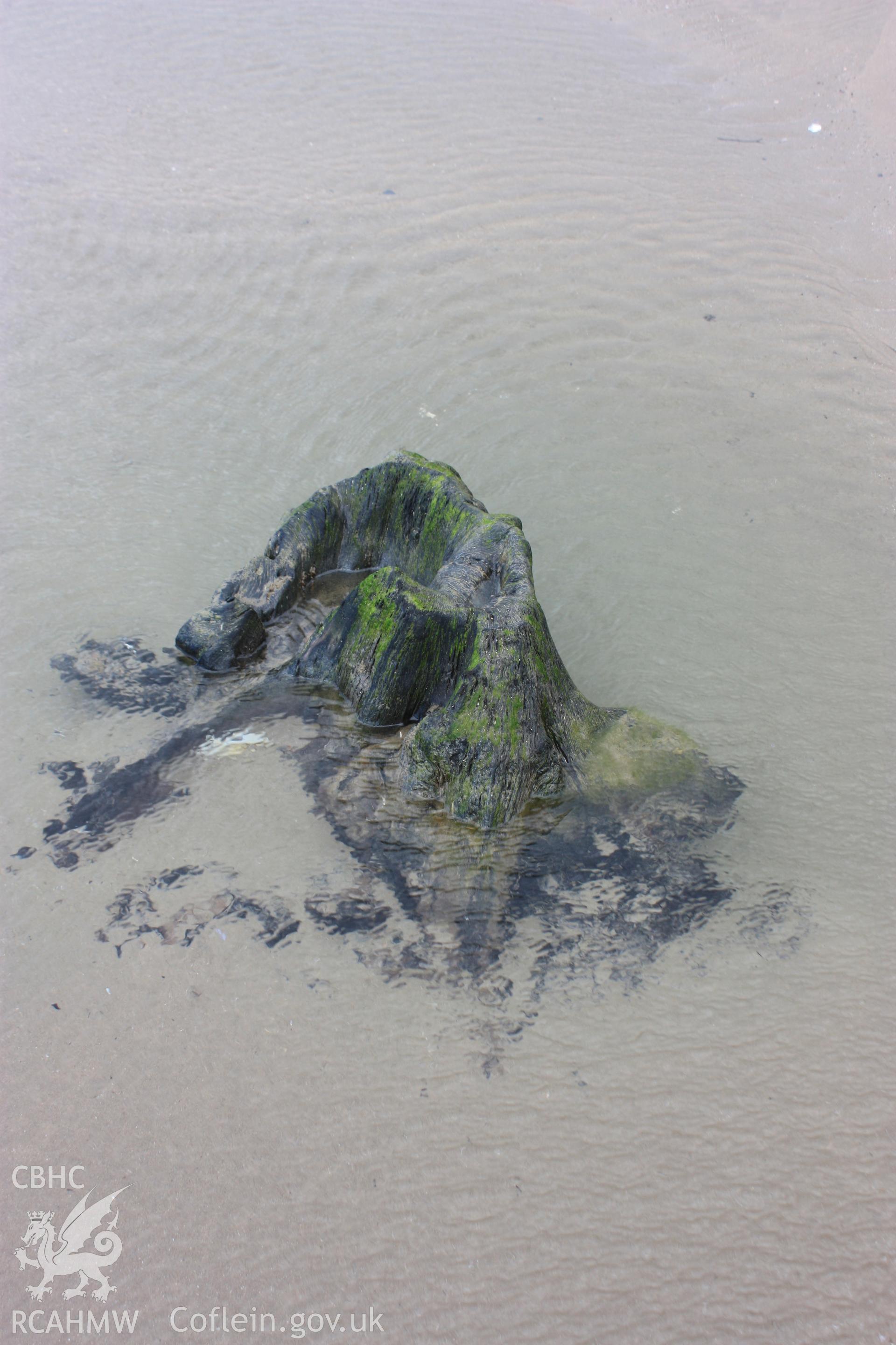 Example of tree root system exposed by beach lowering in response to winter storms