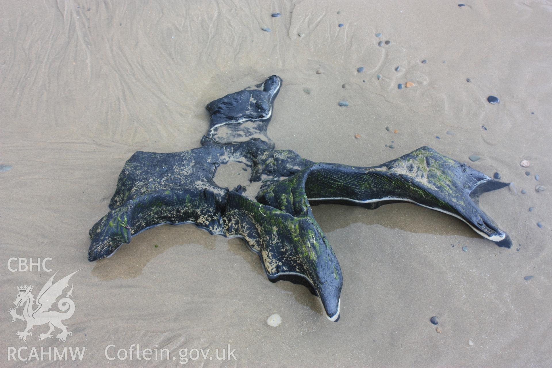 Example of tree root system exposed by beach draw-down in response to winter storms