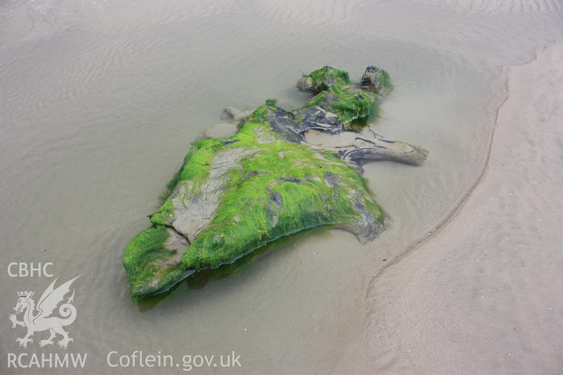 Example of tree root system exposed by beach draw-down in response to winter storms