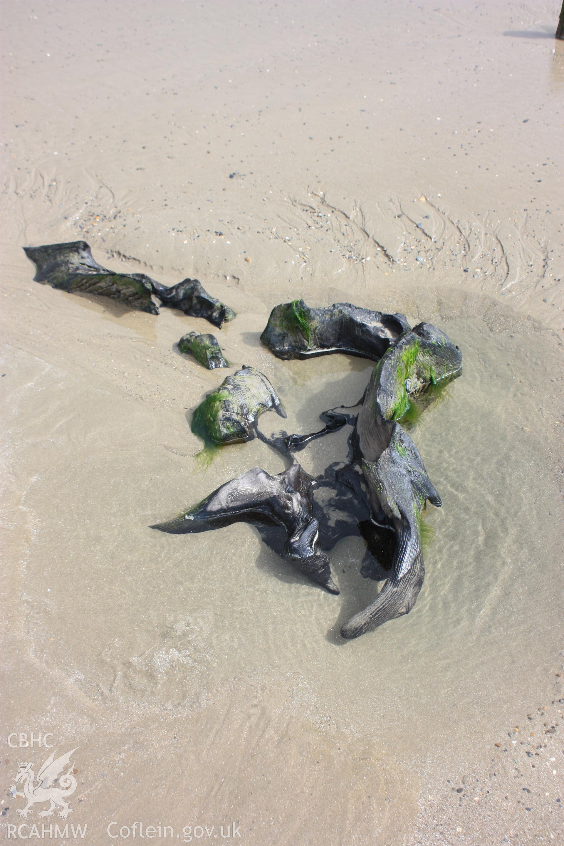 Example of tree root system exposed by lowering beach in response to winter storms