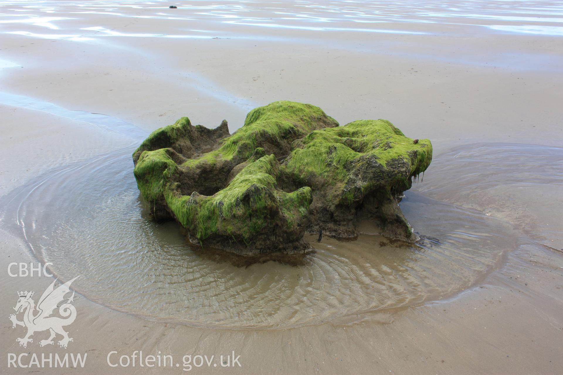 Extremely large tree root exposed by beach lowering
