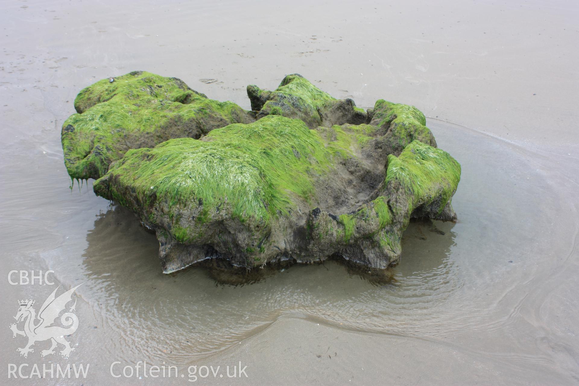 Extremely large tree root system exposed by beach lowering