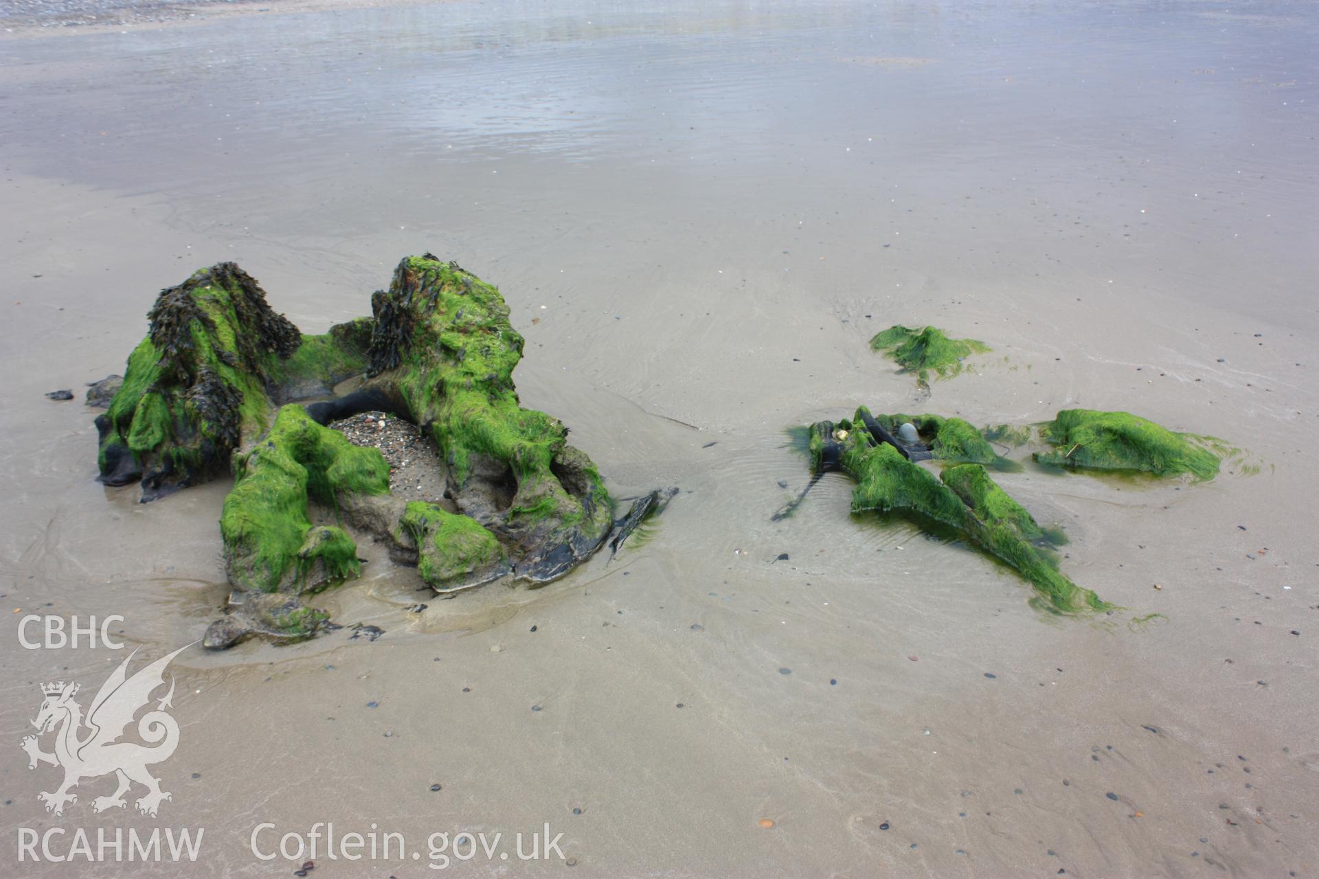 Example of tree root system exposed by beach lowering in response to winter storms