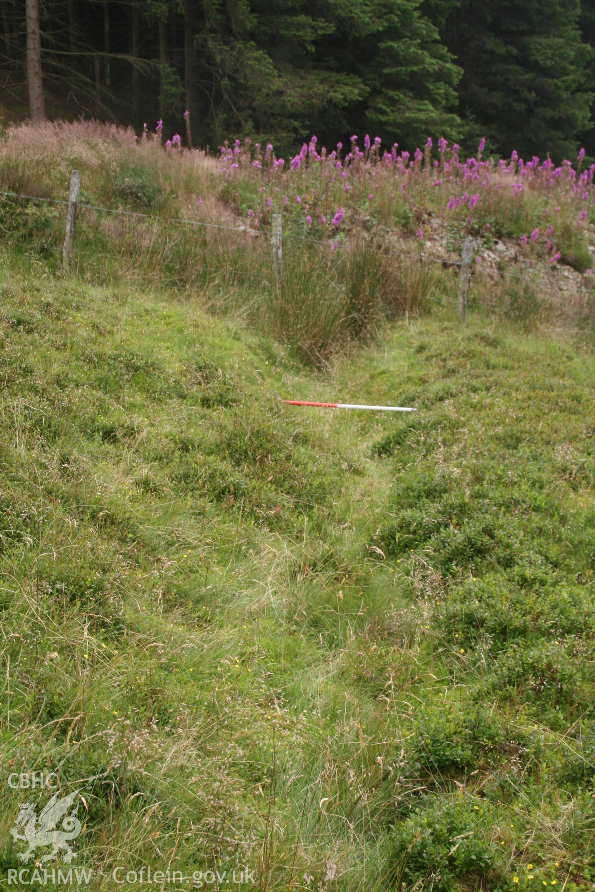 Leat as it enters forestry; 1m scale across silted-up channel, upcast bank to right.