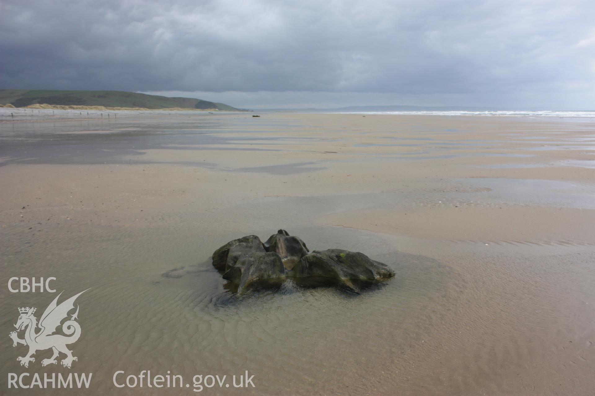 Looking south towards Aberdyfi - isolated tree root system exposed by beach lowering in response to winter storms
