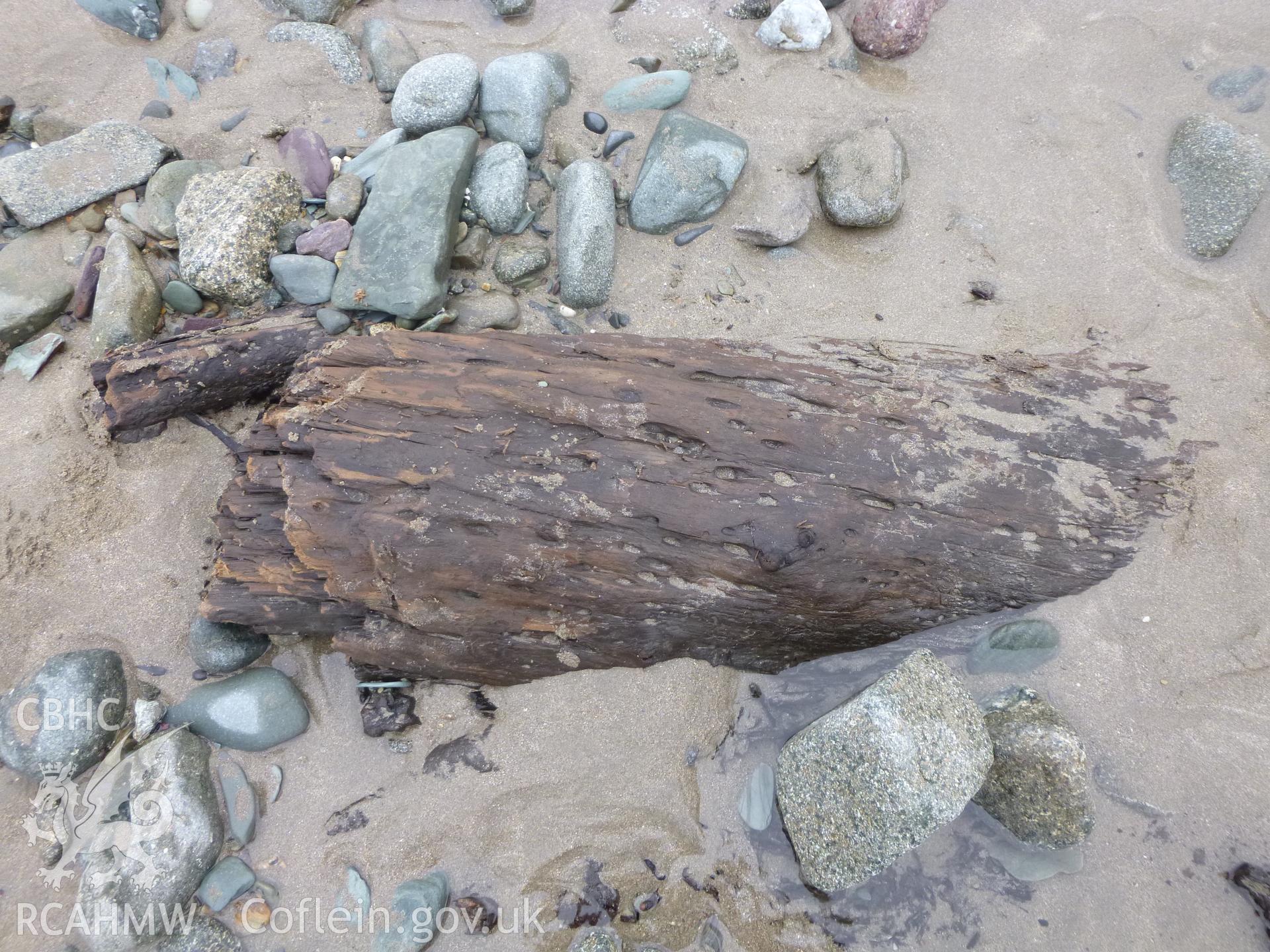 End of large fallen trunk