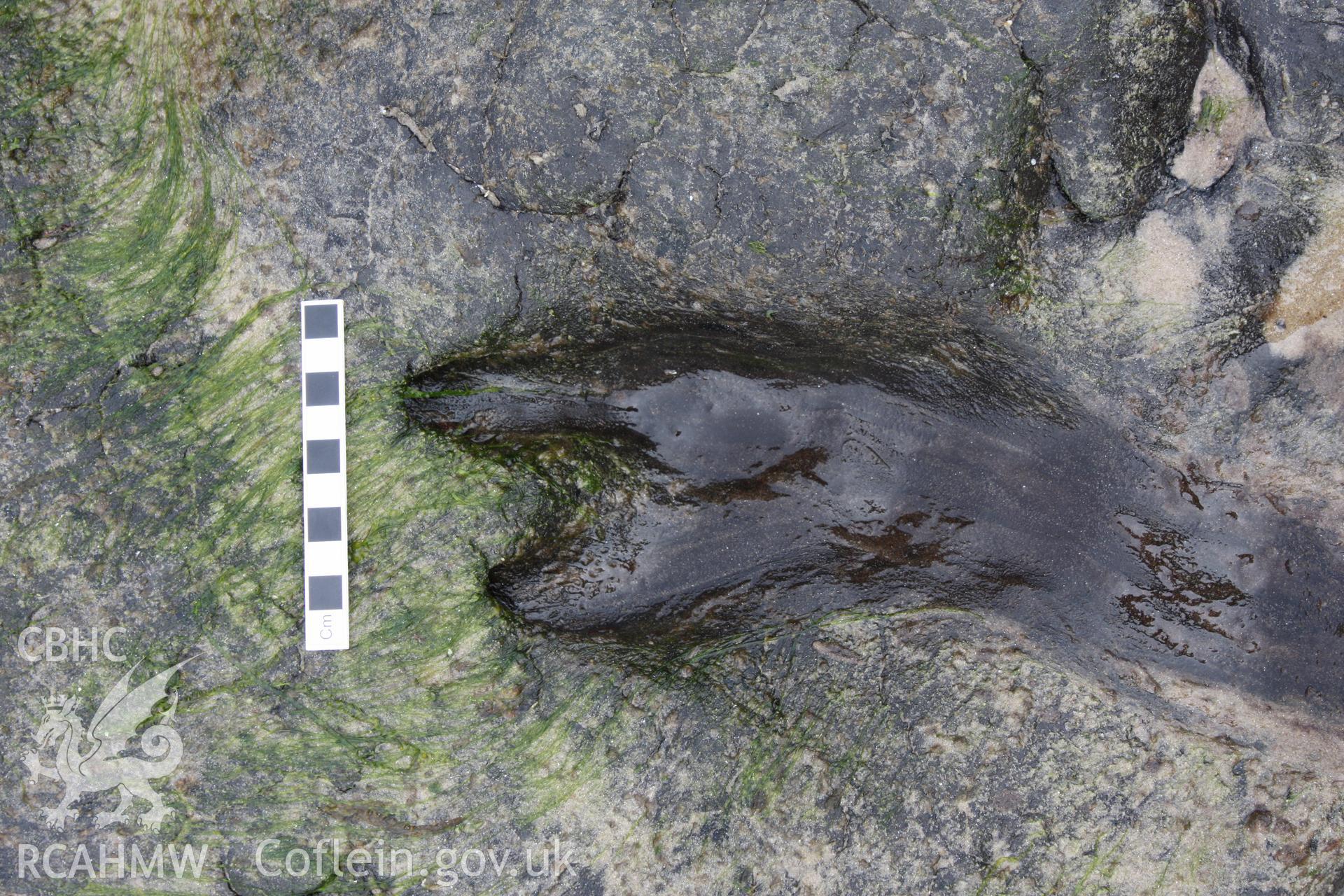 Photo of Red Deer print in the peat deposit at Lydstep