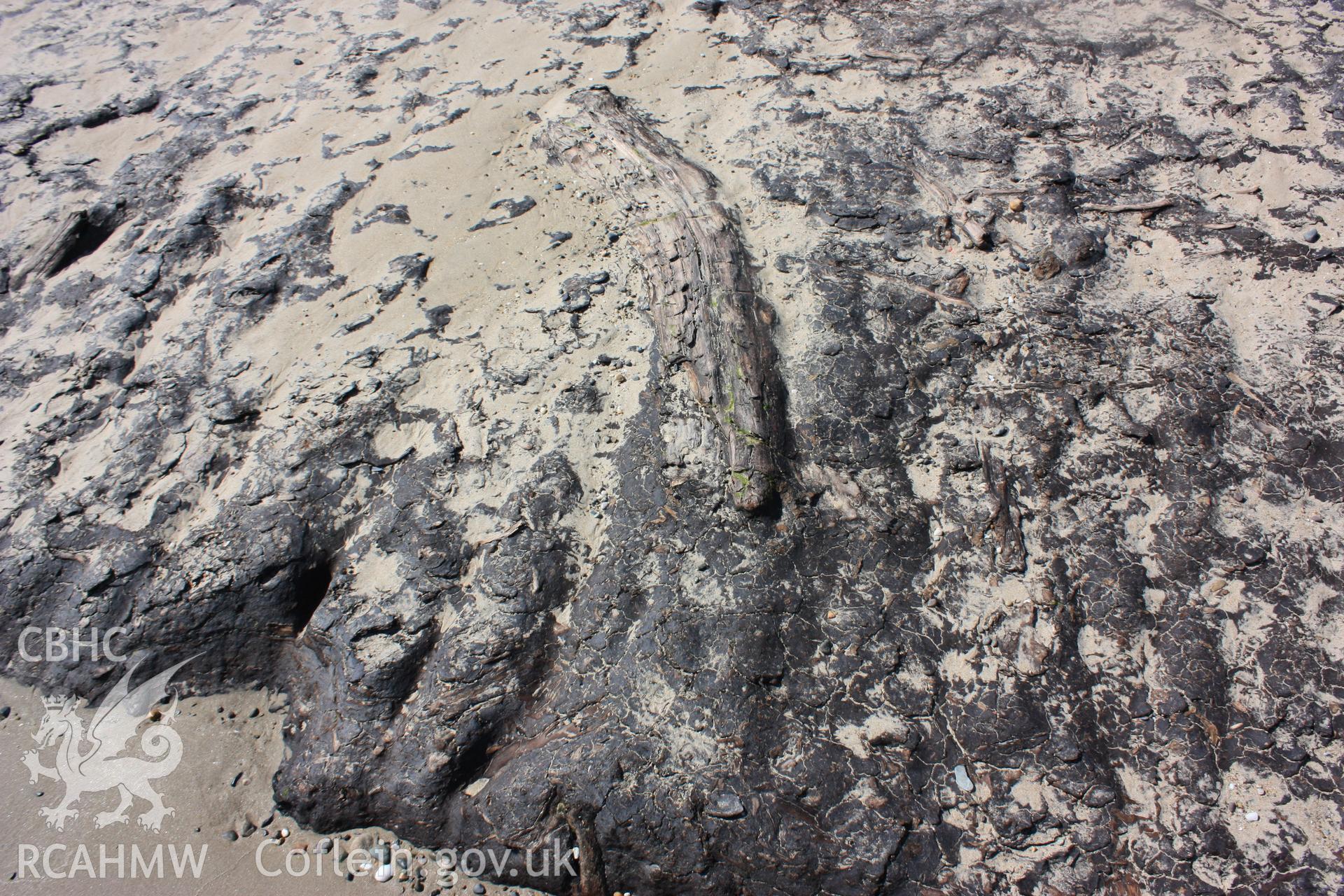 Fallen trunk embedded in peat layer