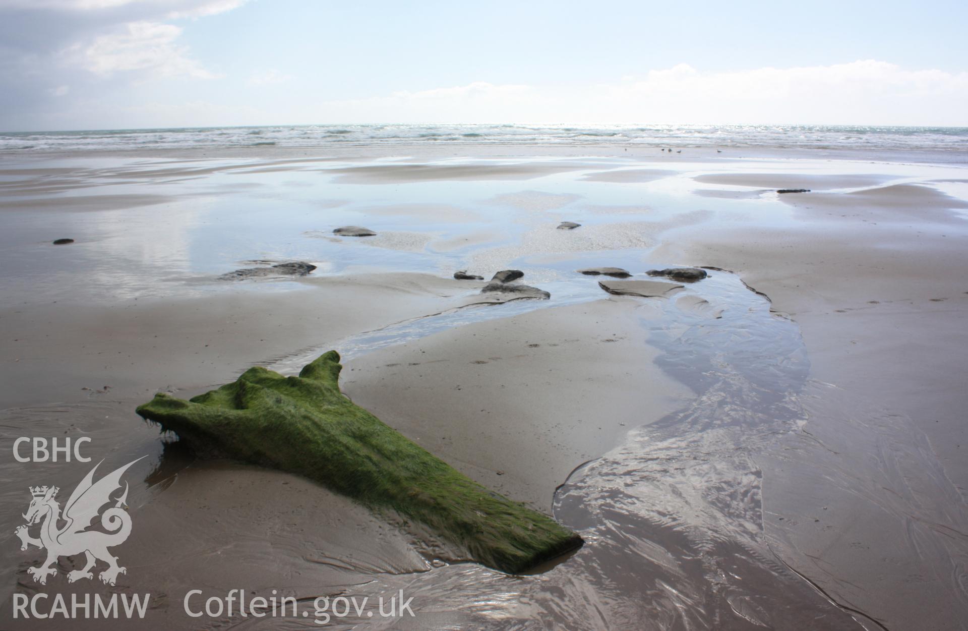 Fallen stump (possibly cut to access underlying peat during peat cutting?)