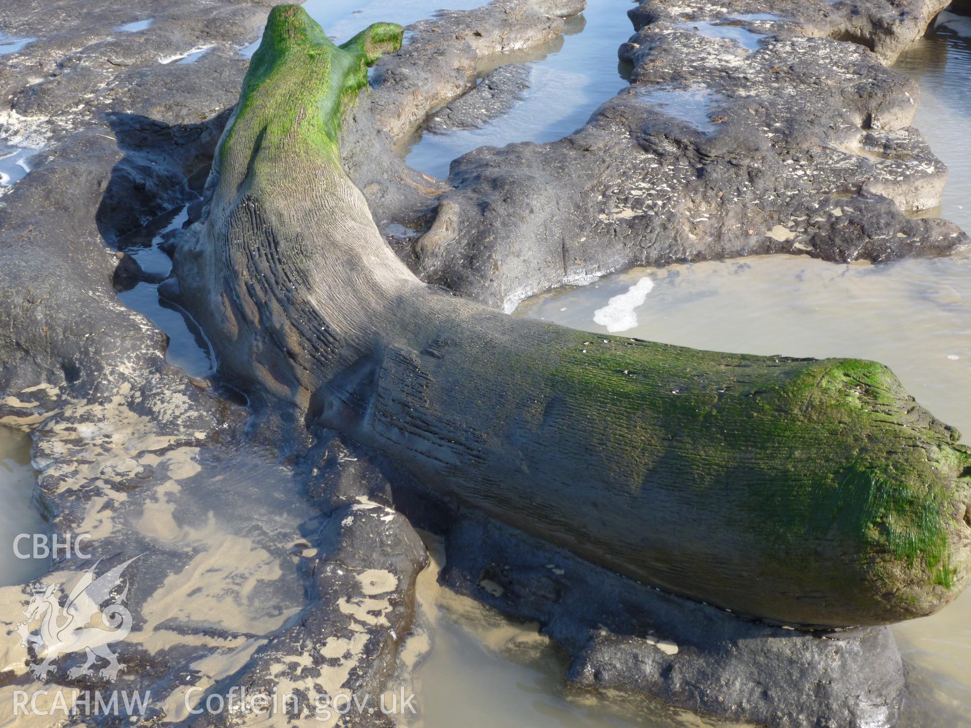 Large curved trunk embedded in peat