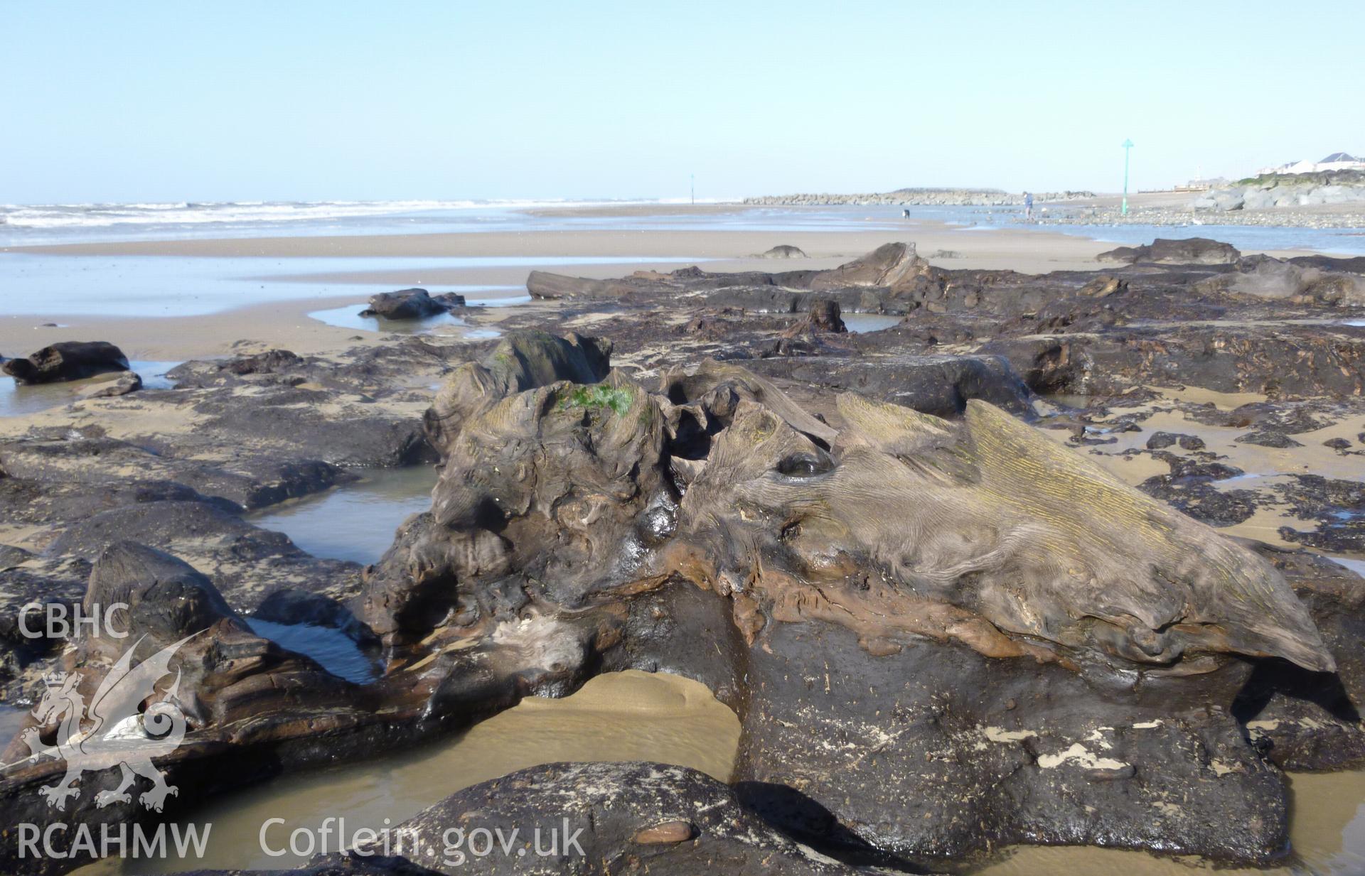 Tree stump raised above peat levels