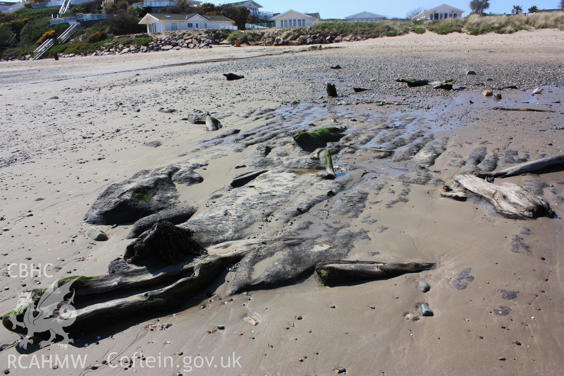 Peat exposure with embedded fallen trunks