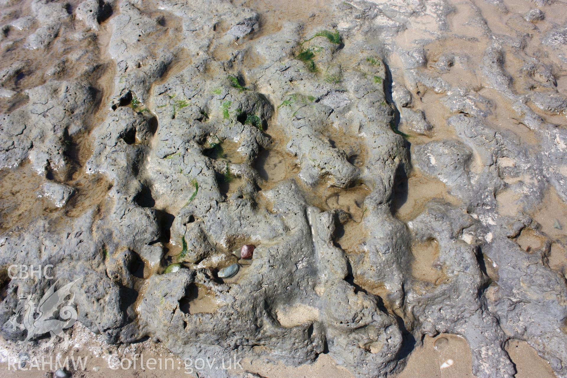 Peat pavement with animal footprints (?)