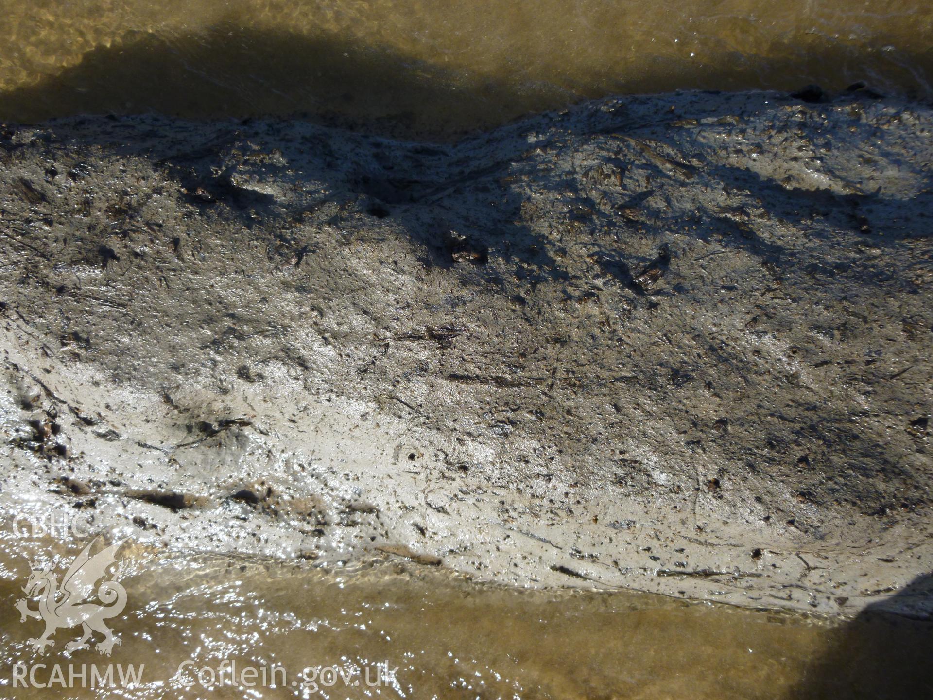 Remains of small trigs and branches in upper layers of grey clay