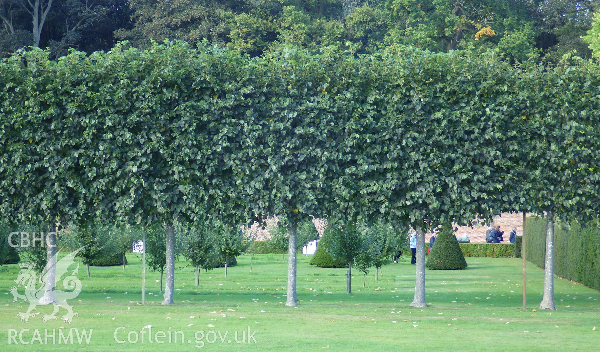 Decorative lime tree plantings lining the southern side of the main east-west axis path