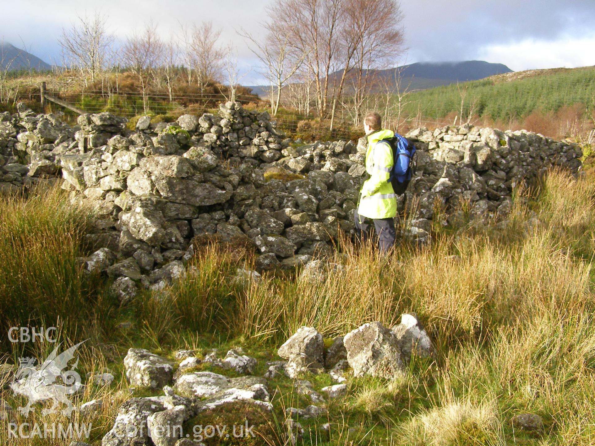 Digital Colour photograph of Moel Phylip sheep fold I taken on 20/11/2008 by P.J. Schofield during the Arenig Fach Upland Survey undertaken by Oxford Archaeology North.