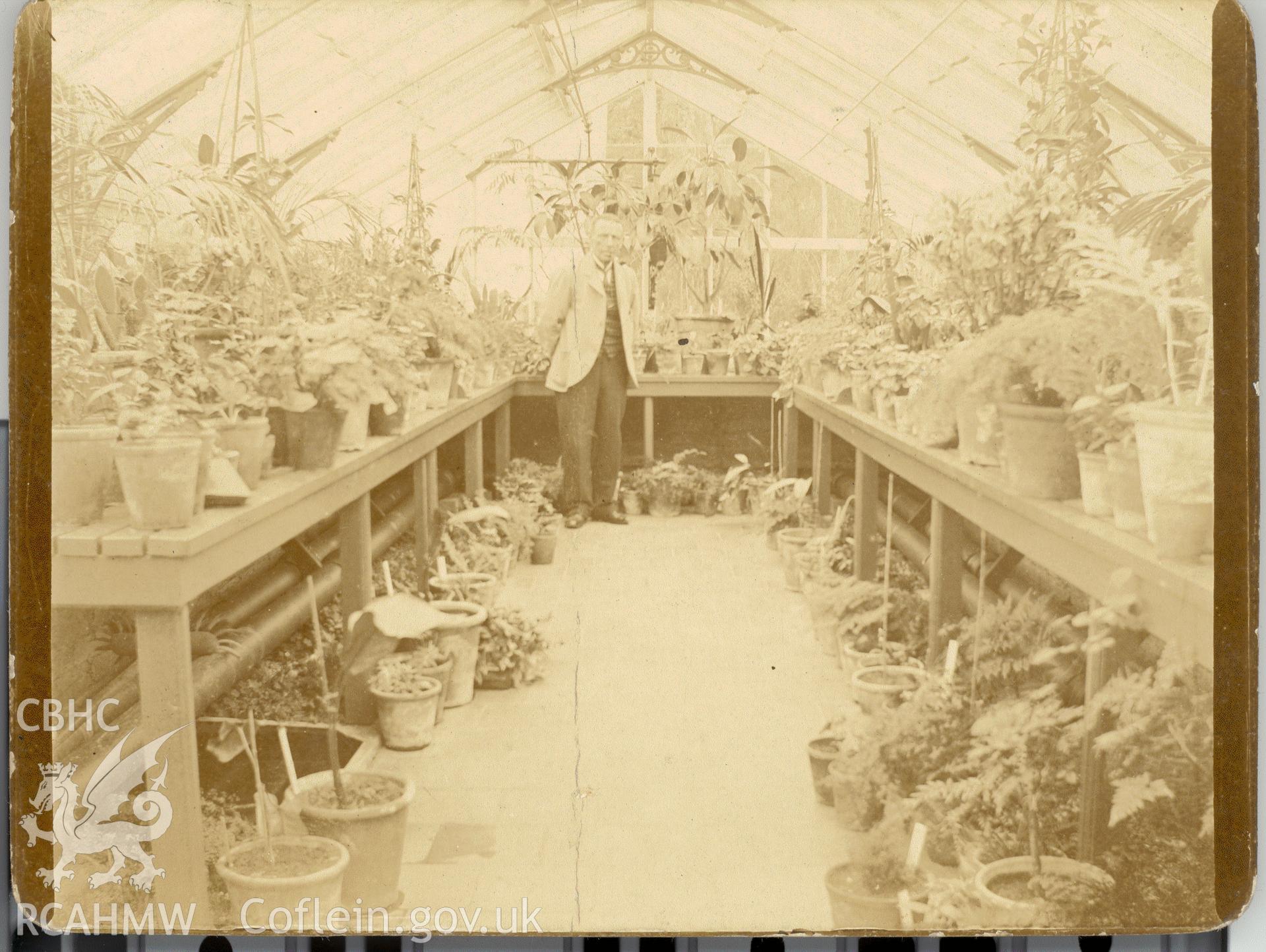 Digitised postcard image of interior of greenhouse with figure at Ty Mawr, Tywyn. Produced by Parks and Gardens Data Services, from an original item in the Peter Davis Collection at Parks and Gardens UK. We hold only web-resolution images of this collection, suitable for viewing on screen and for research purposes only. We do not hold the original images, or publication quality scans.