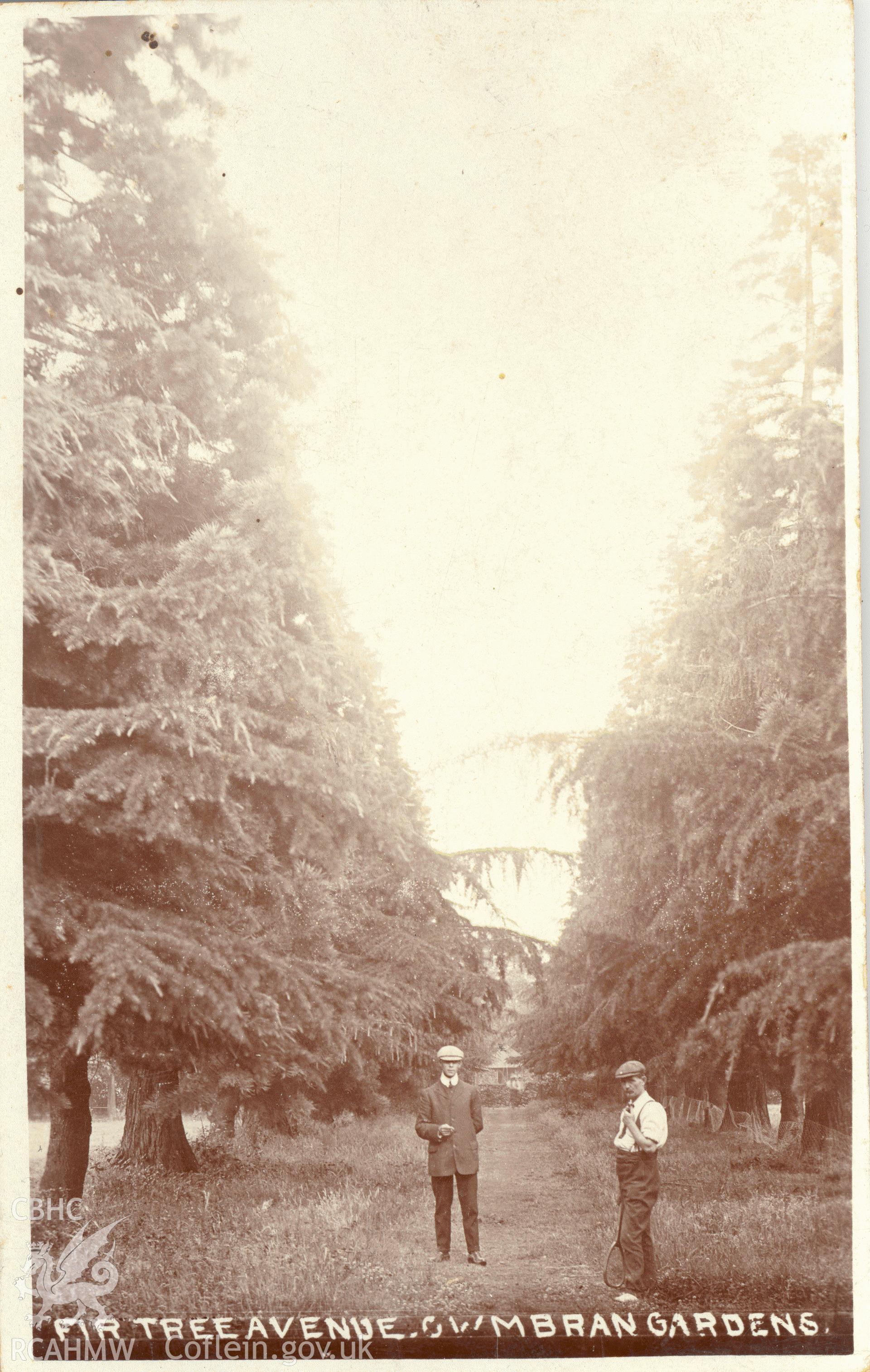 Digitised postcard image of Fir Tree Avenue, Cwmbran Gardens. Produced by Parks and Gardens Data Services, from an original item in the Peter Davis Collection at Parks and Gardens UK. We hold only web-resolution images of this collection, suitable for viewing on screen and for research purposes only. We do not hold the original images, or publication quality scans.