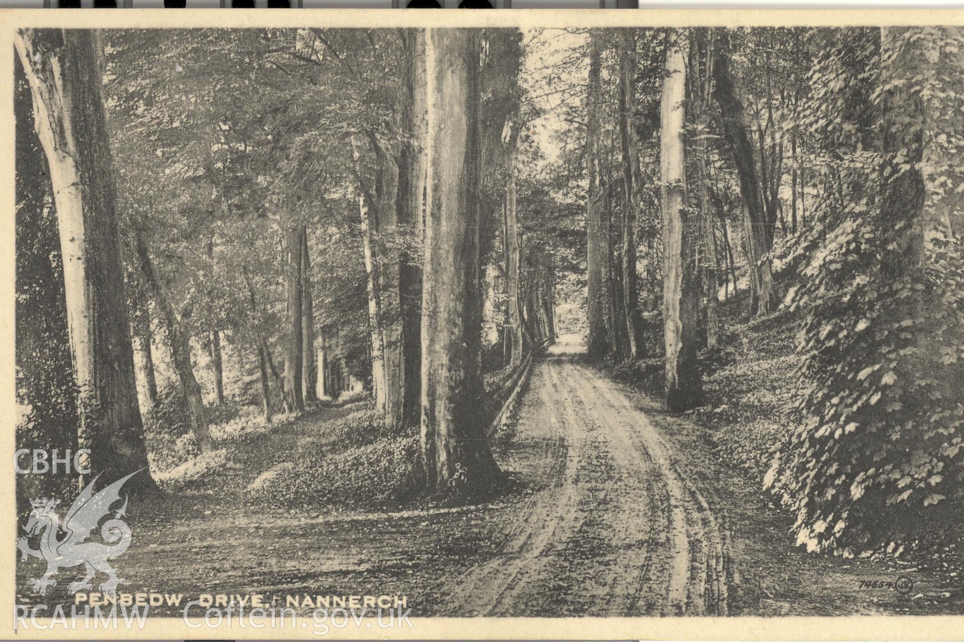 Digitised postcard image of Penbedw Drive, Nannerch, Valentine's "Bromotype" series. Produced by Parks and Gardens Data Services, from an original item in the Peter Davis Collection at Parks and Gardens UK. We hold only web-resolution images of this collection, suitable for viewing on screen and for research purposes only. We do not hold the original images, or publication quality scans.